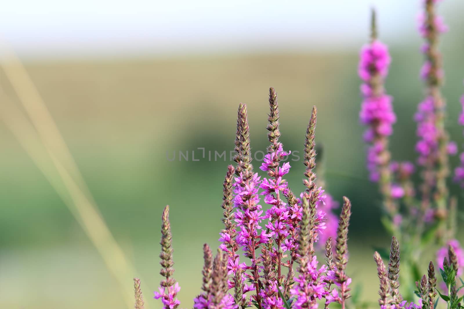 purple wild marsh  flowers growing in summer over out of focus green meadow background