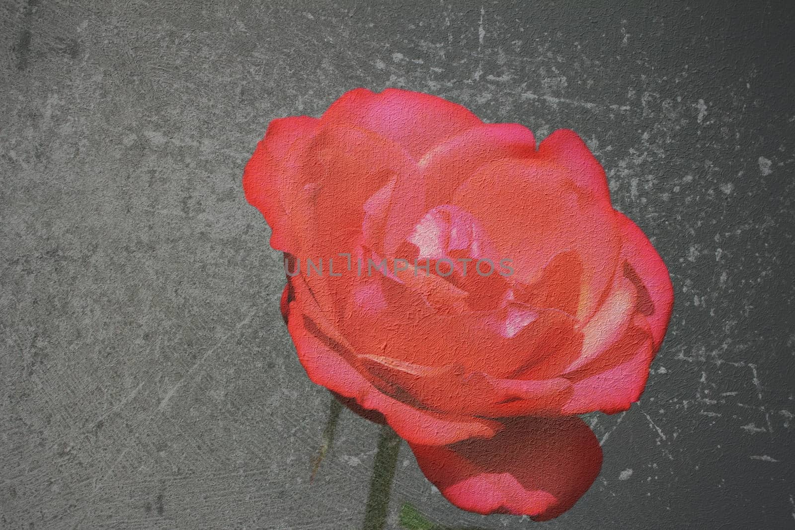 textured canvas red rose by taviphoto