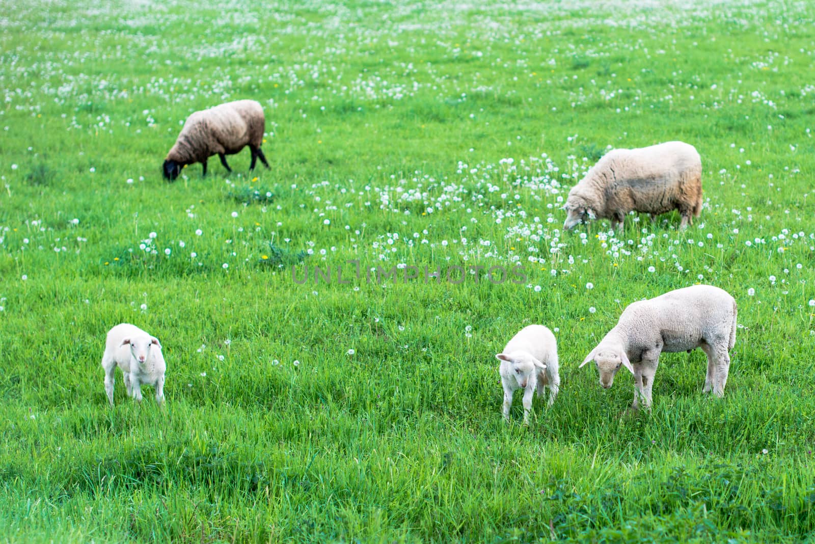Cute sheep herd at green summer field full of dandelions