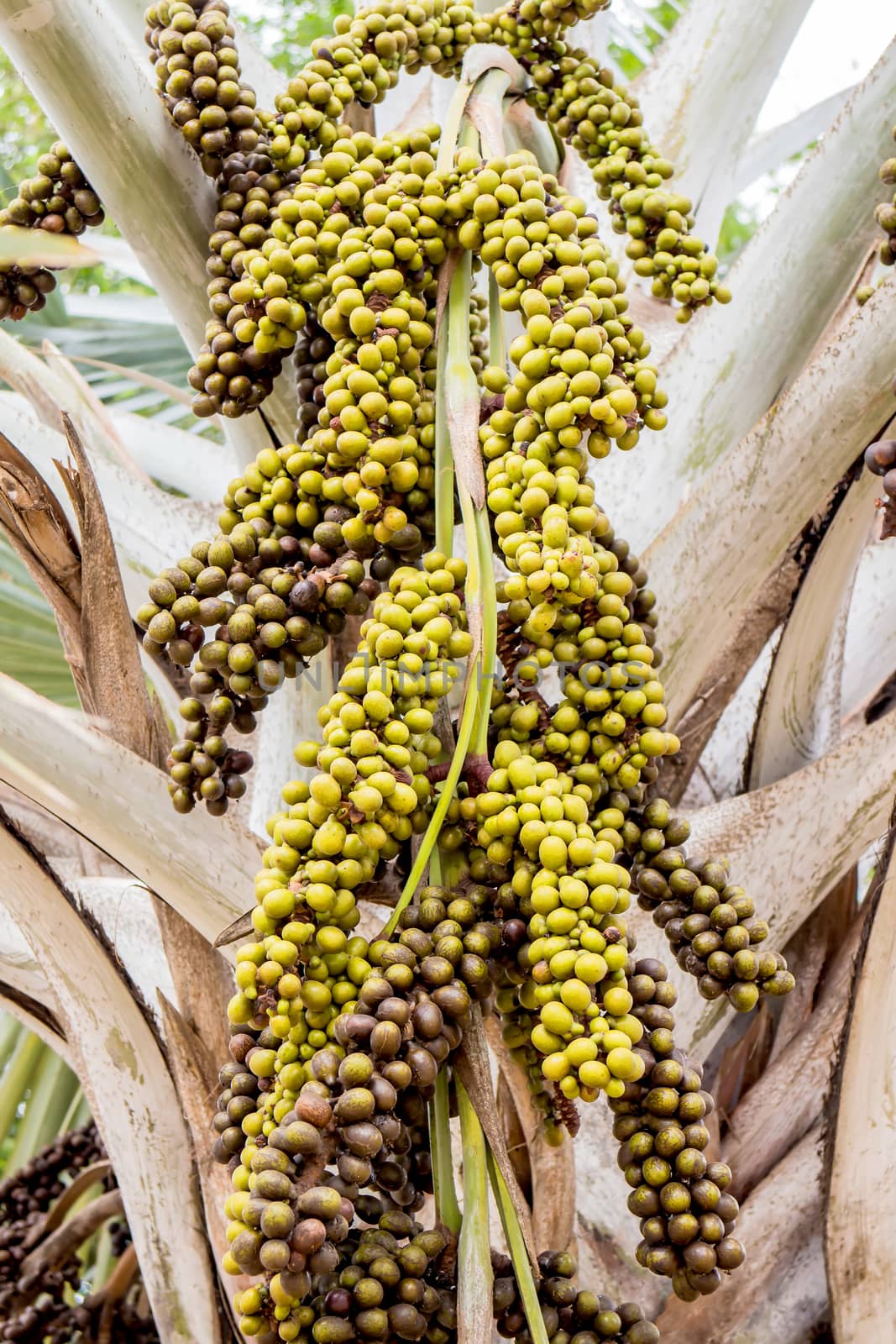 Palm fruit on the tree, tropical plant for bio diesel production