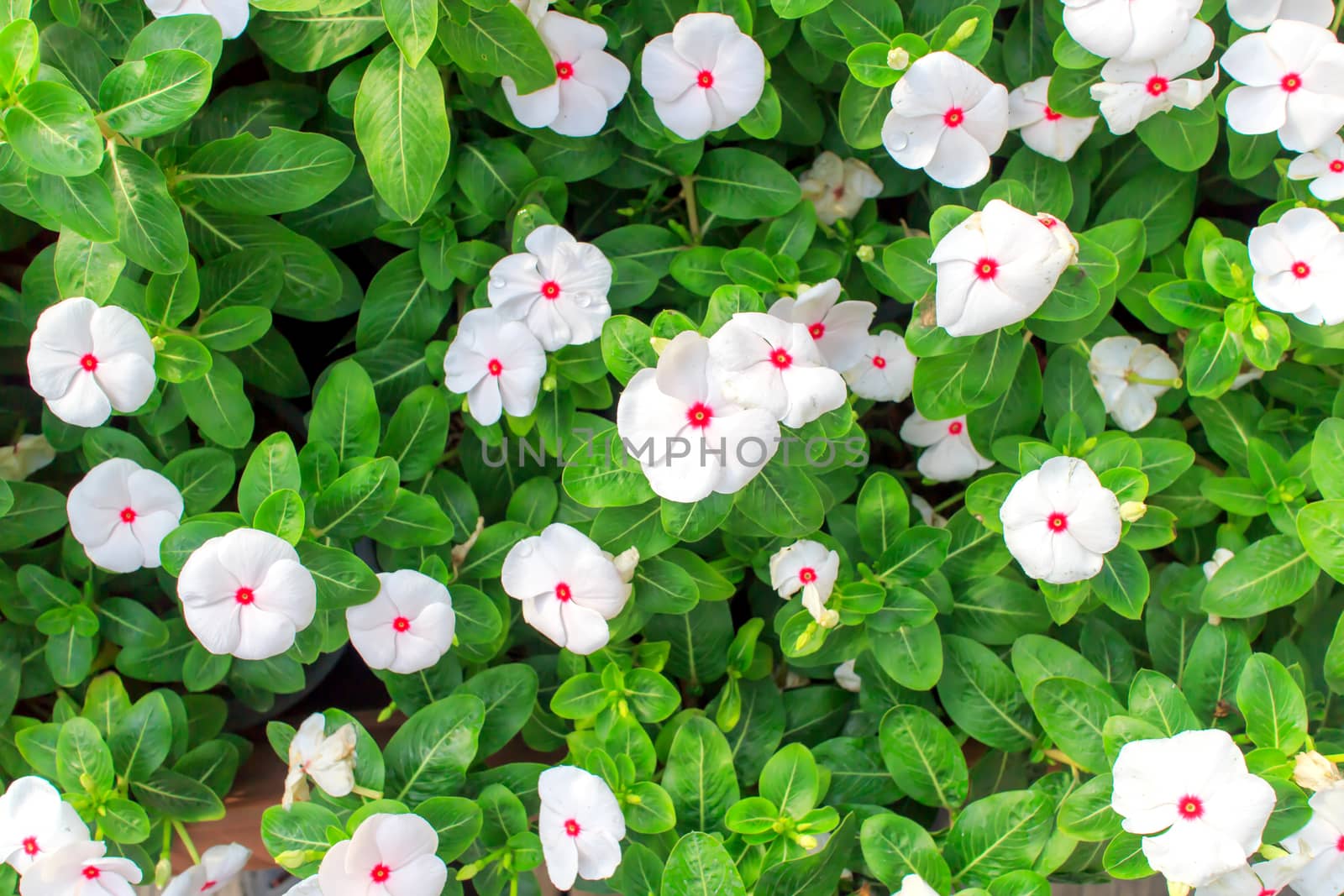 White Periwinkle on a leaves green background.