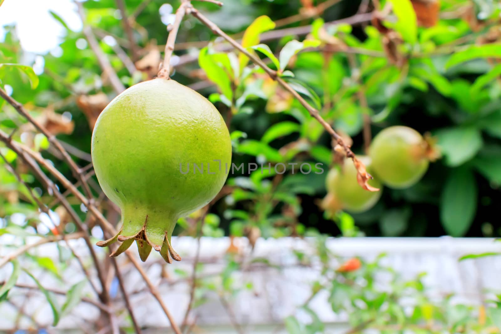 The near-rip-pomegranates fruit on the tree.