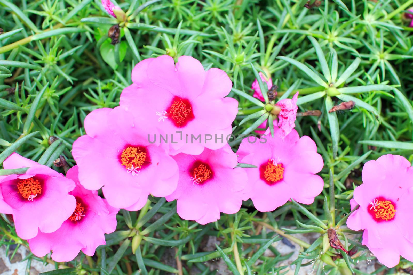 Pink Portulaca  on a leaves green background.