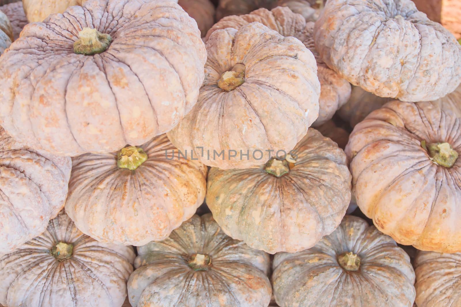 Fresh pumpkin big size stacked ready for sale.