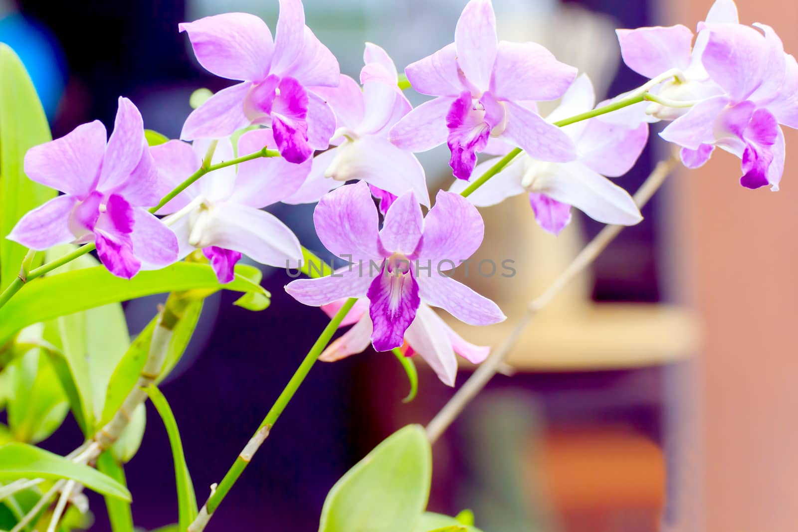 Bouquet of purple orchid in the garden. 