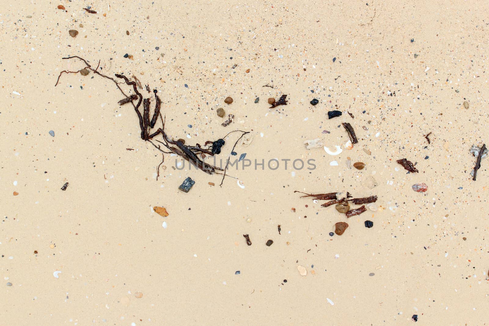 Sea shells with sand closeup as texture.