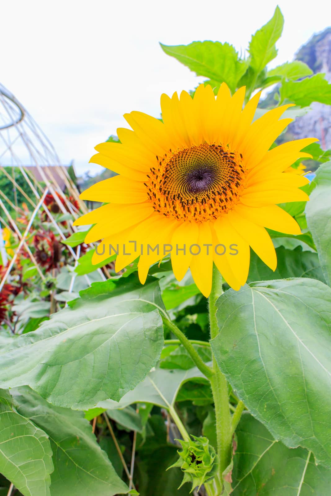 The sunflowers in the field in summer.