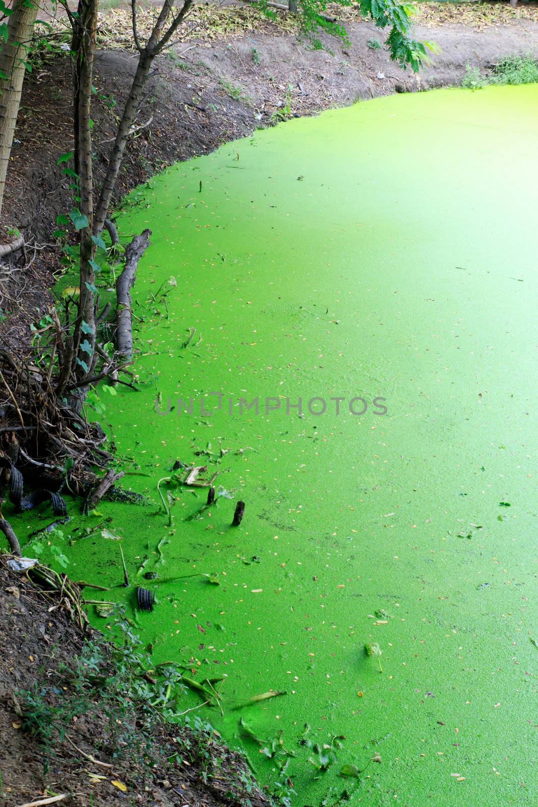 The green water weeds or water fern in a pond. 