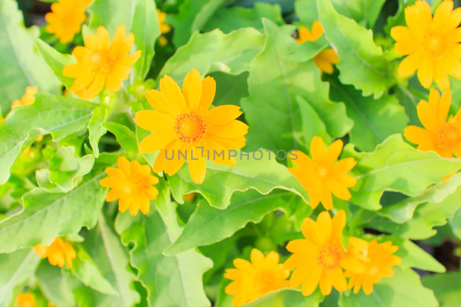 Yellow flowers with green leaves in the background.