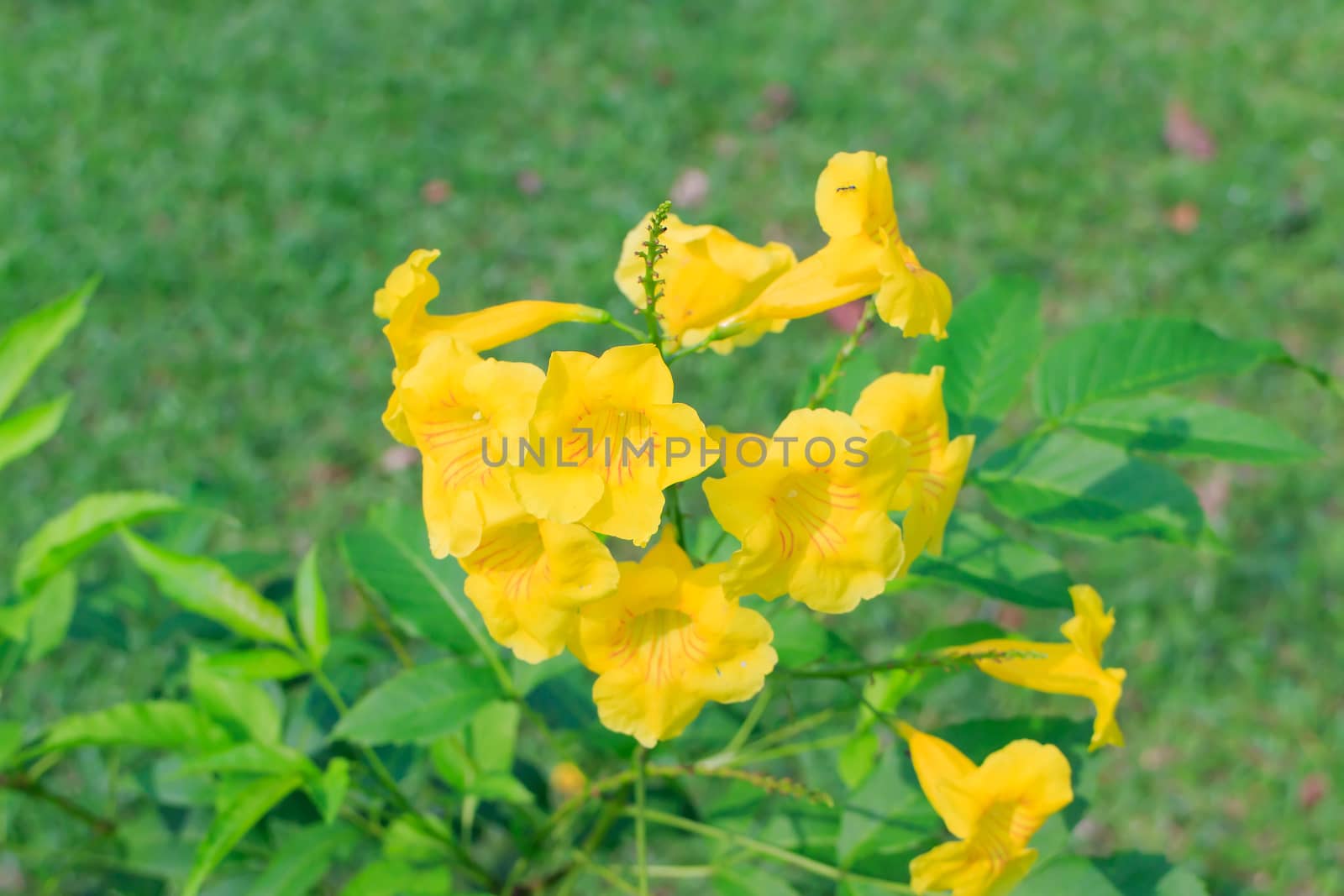 Yellow flowers with green leaves in the background.