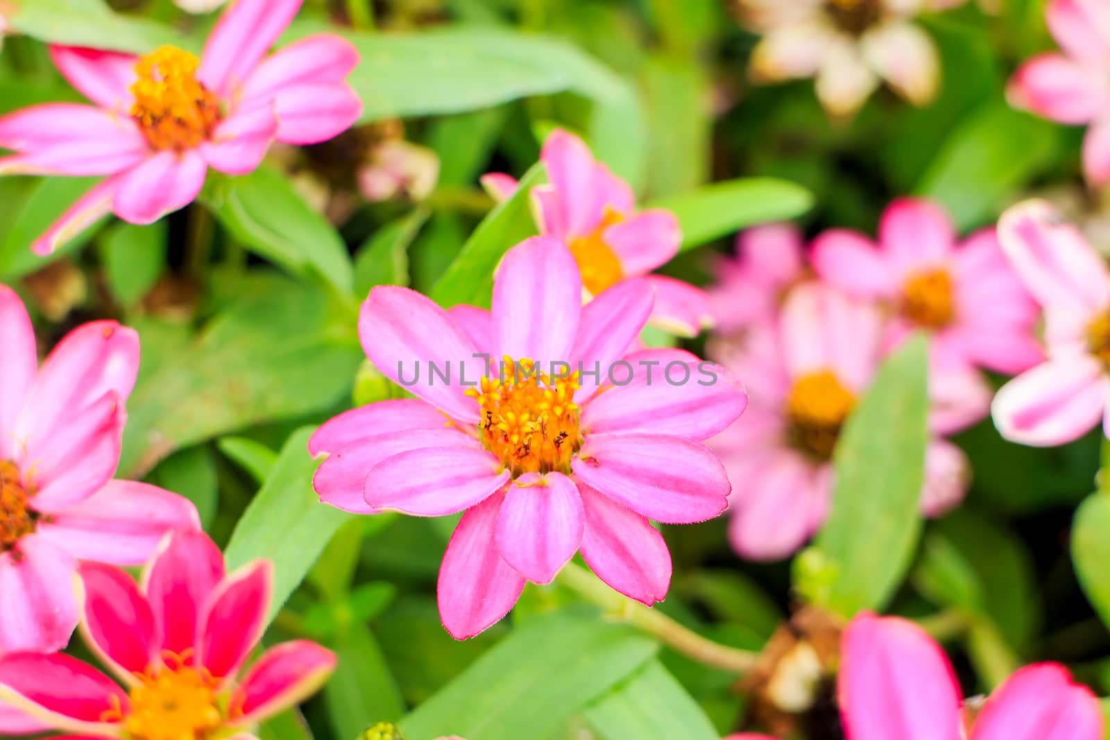 Yellow Zinnia flowers with green leaves in the background.