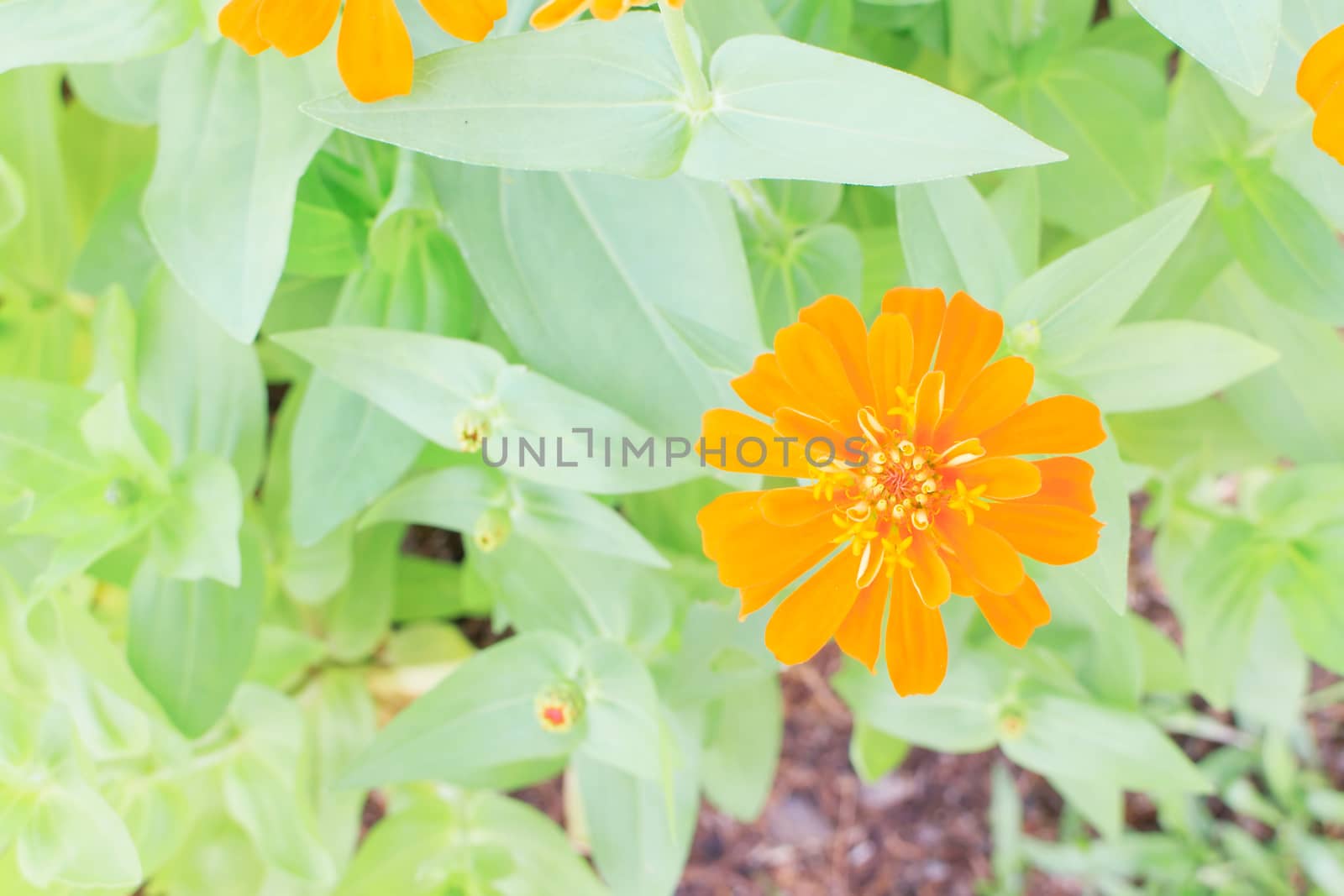 Yellow Zinnia flowers with green leaves in the background.