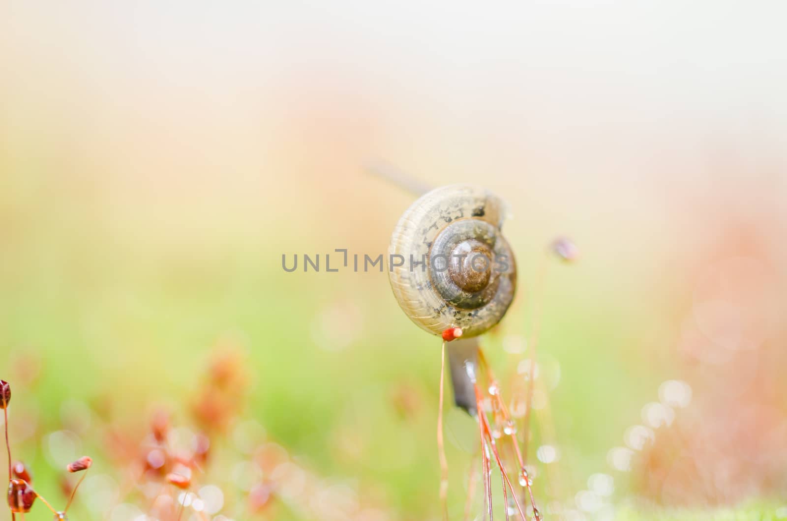 Snails and moss macro shot in the garden or forest