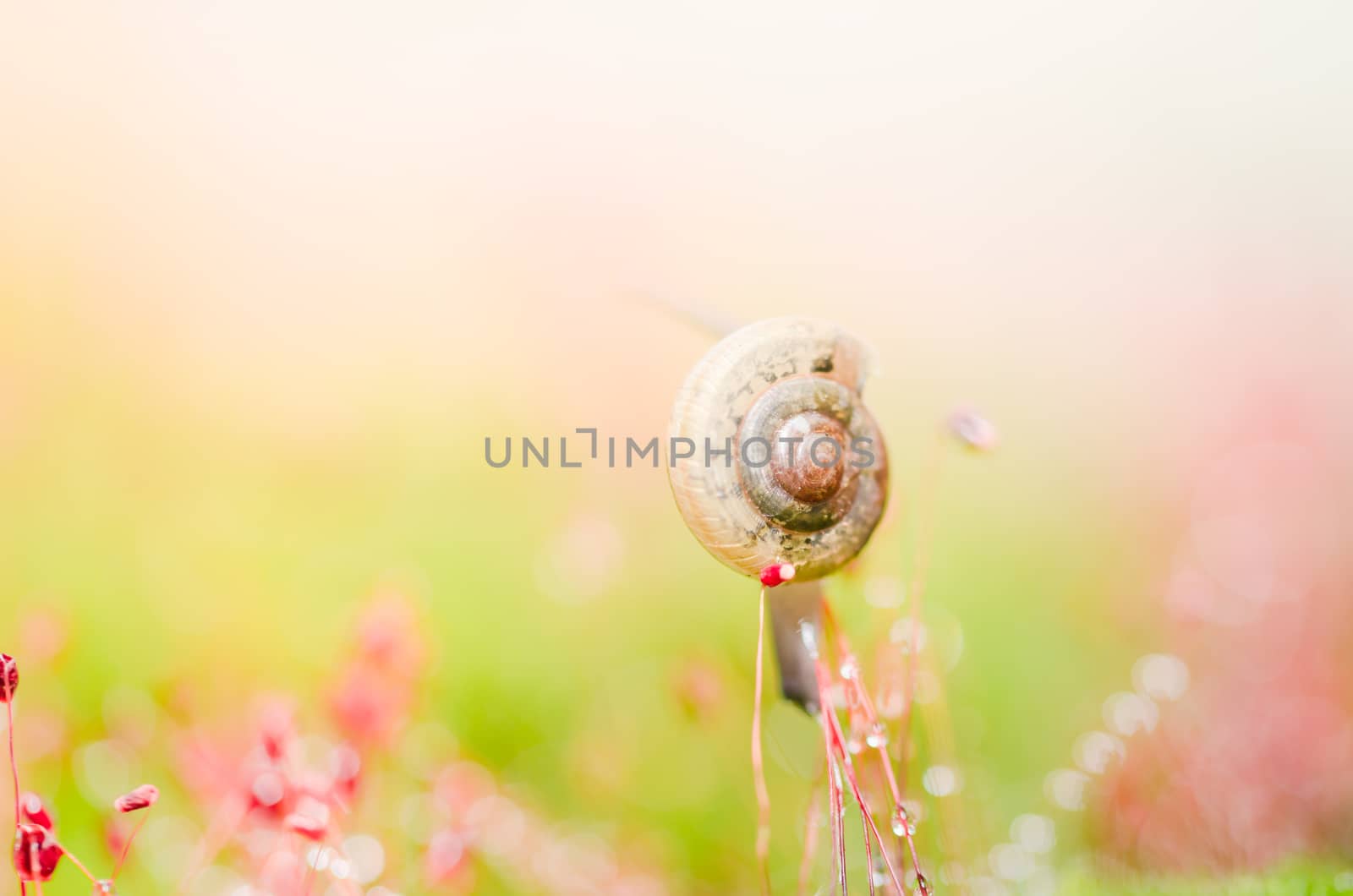 Snails and moss macro shot in the garden or forest