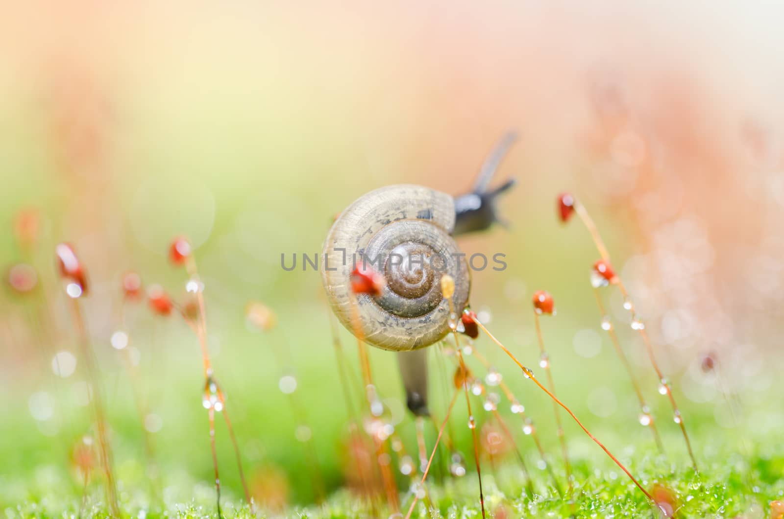 Snails and moss macro shot in the garden or forest