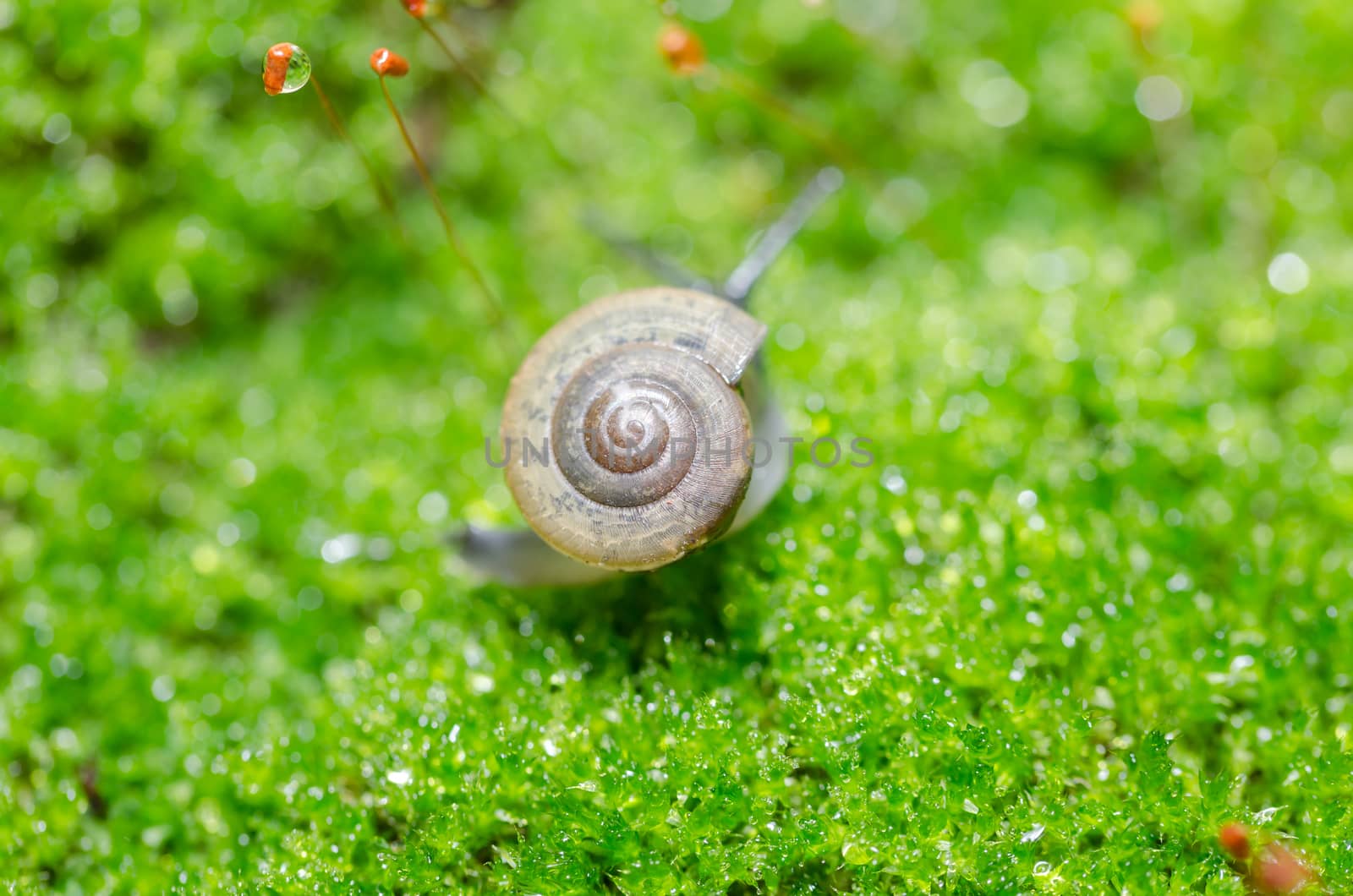 Snails and moss macro shot in the garden or forest