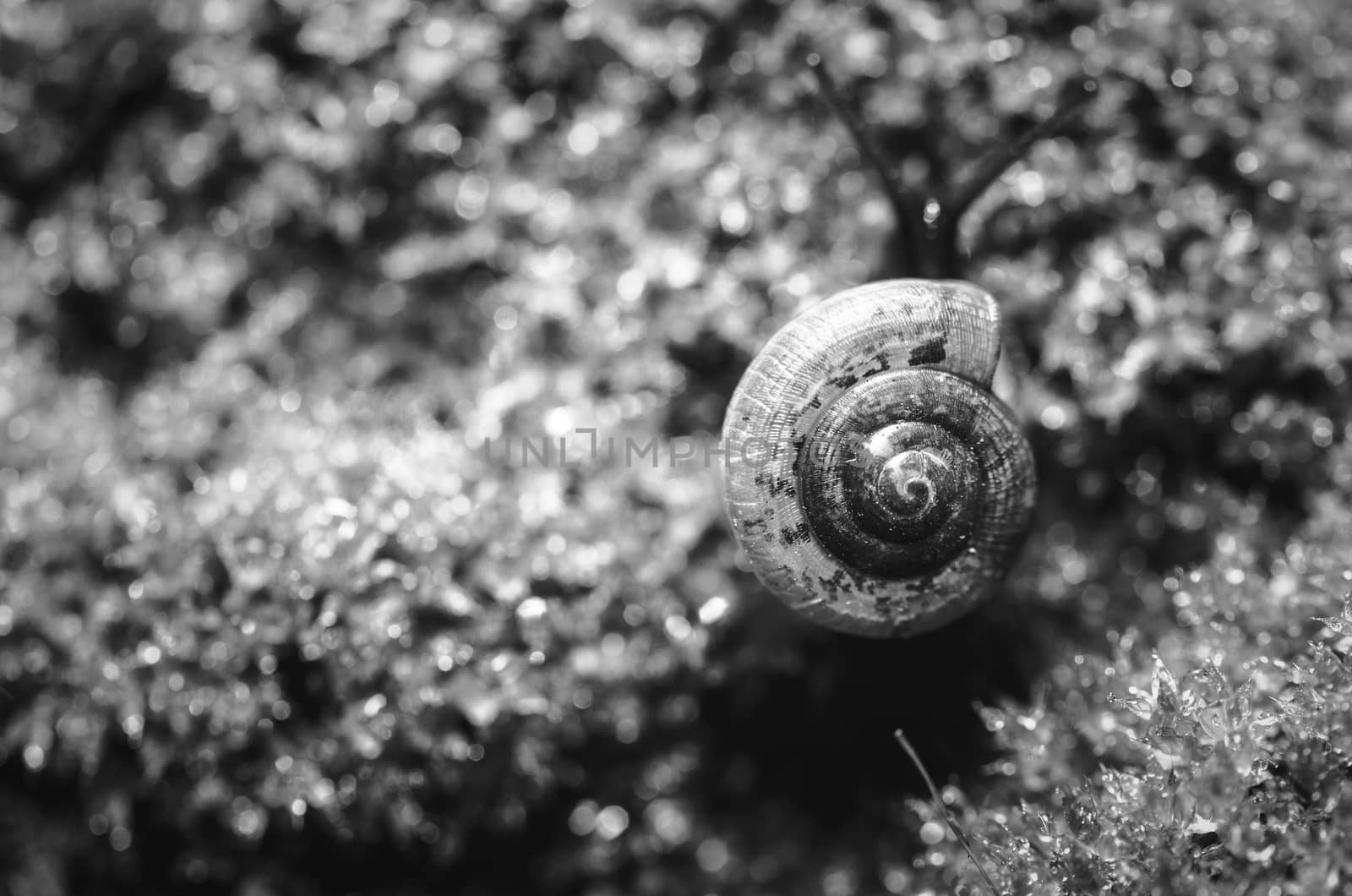 Snails and moss macro shot in the garden or forest