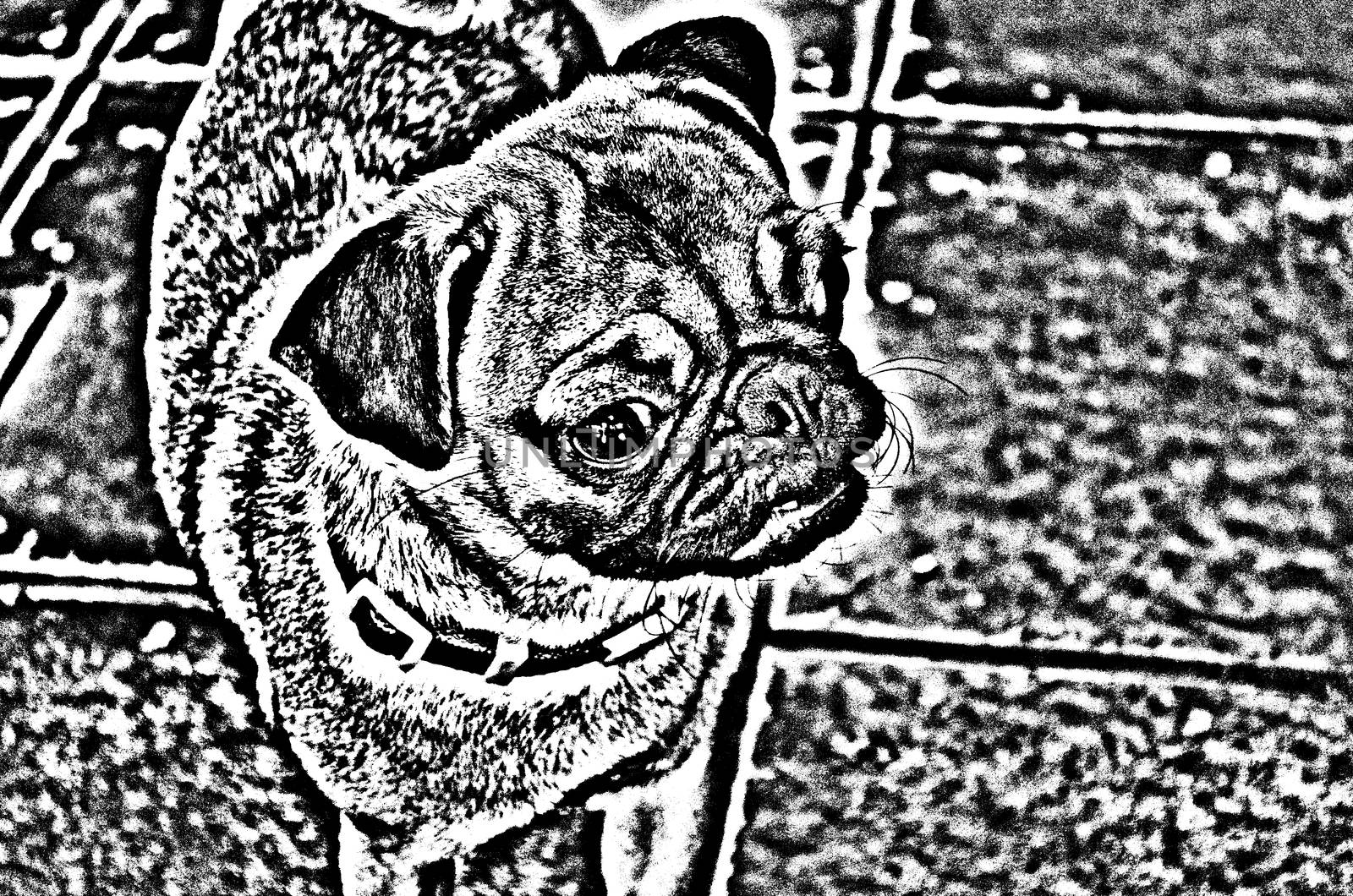 Cute Dog Series 1 No.1,made from photo by photoshop.