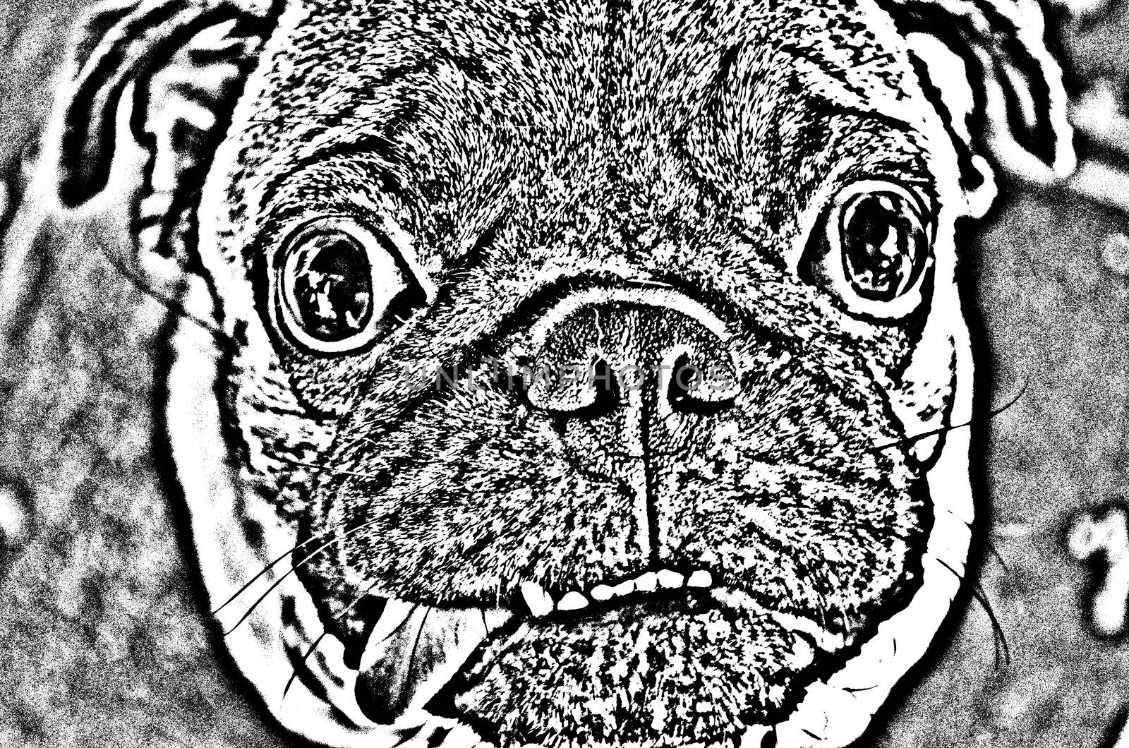 Cute Dog Series 1 No.2,made from photo by photoshop.