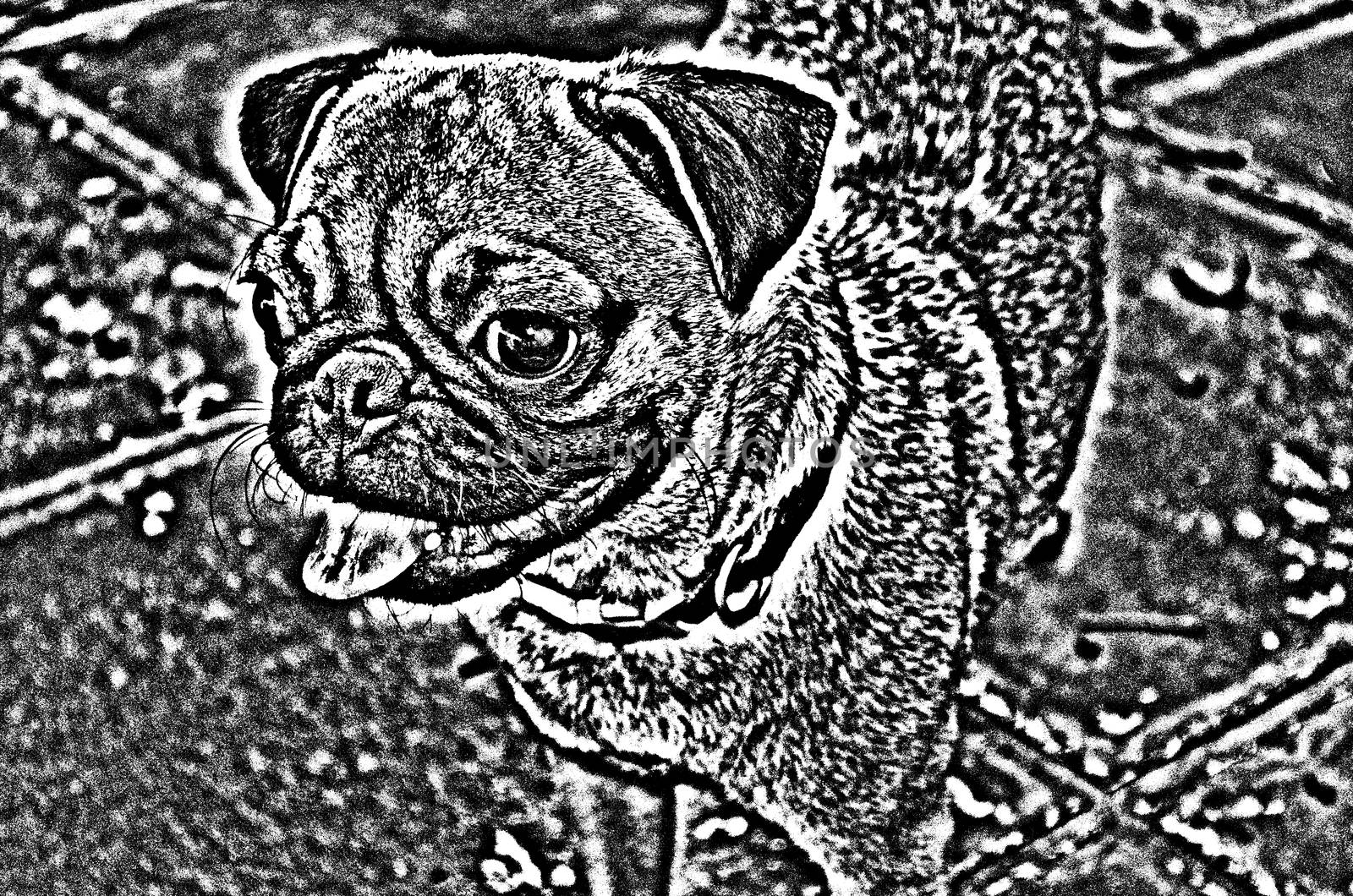 Cute Dog Series 1 No.3,made from photo by photoshop.