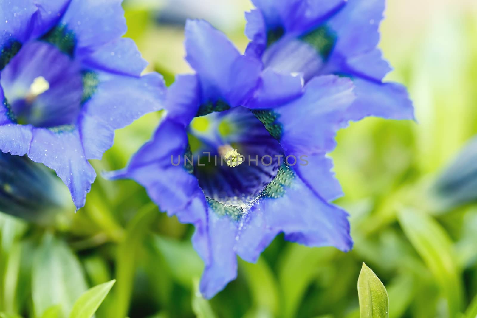 Trumpet gentiana blue spring flower in garden for background