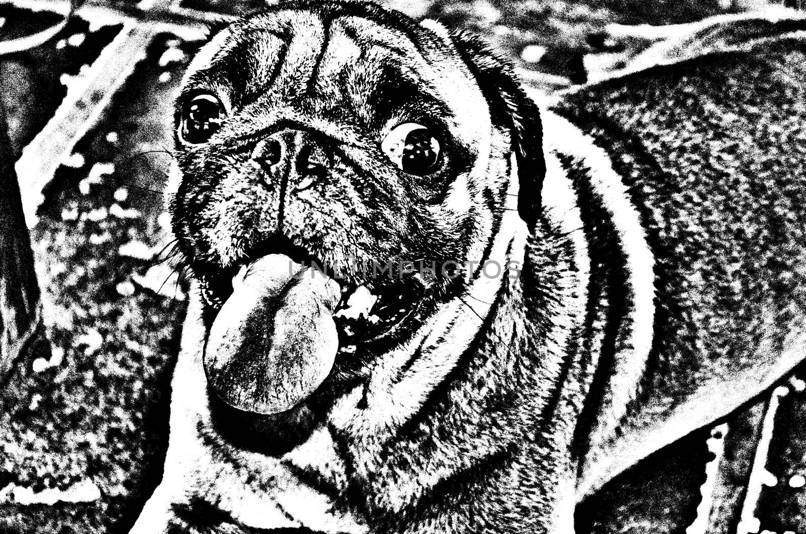 Cute Dog Series 1 No.4,made from photo by photoshop.