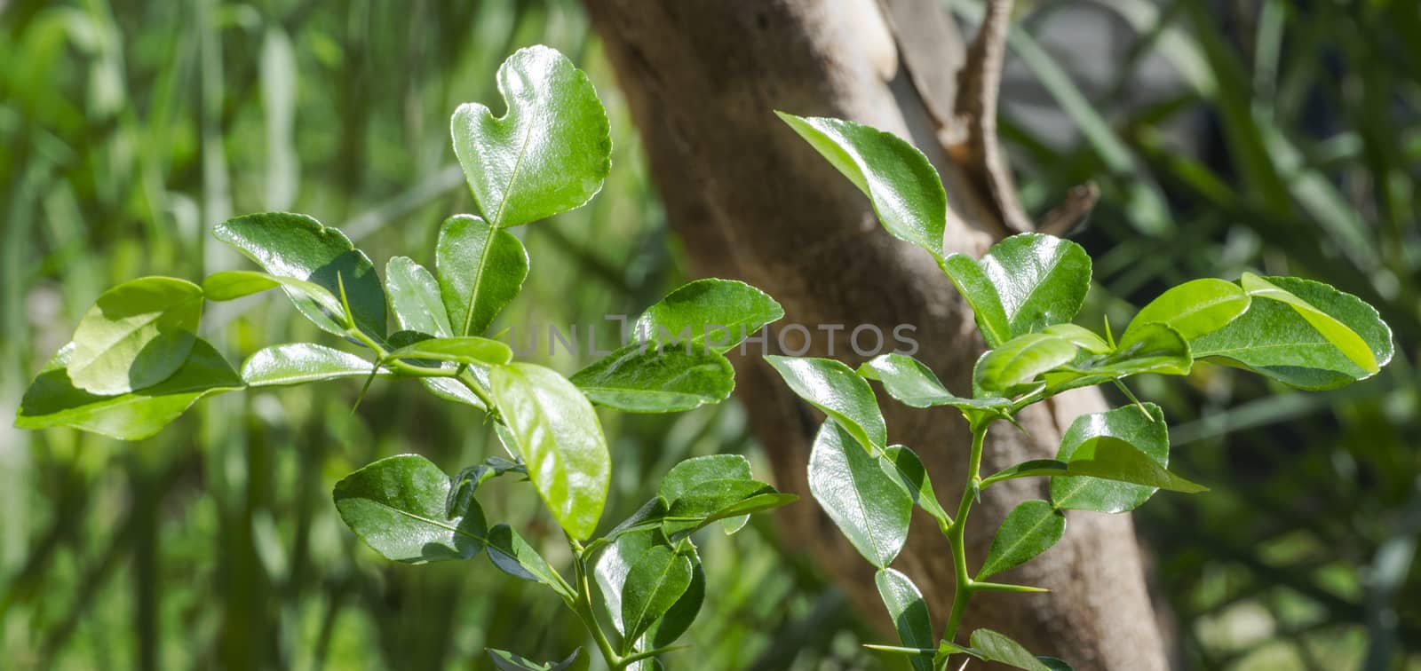Kaffir Lime in Backyard Garden,a ingredient of Thai food.