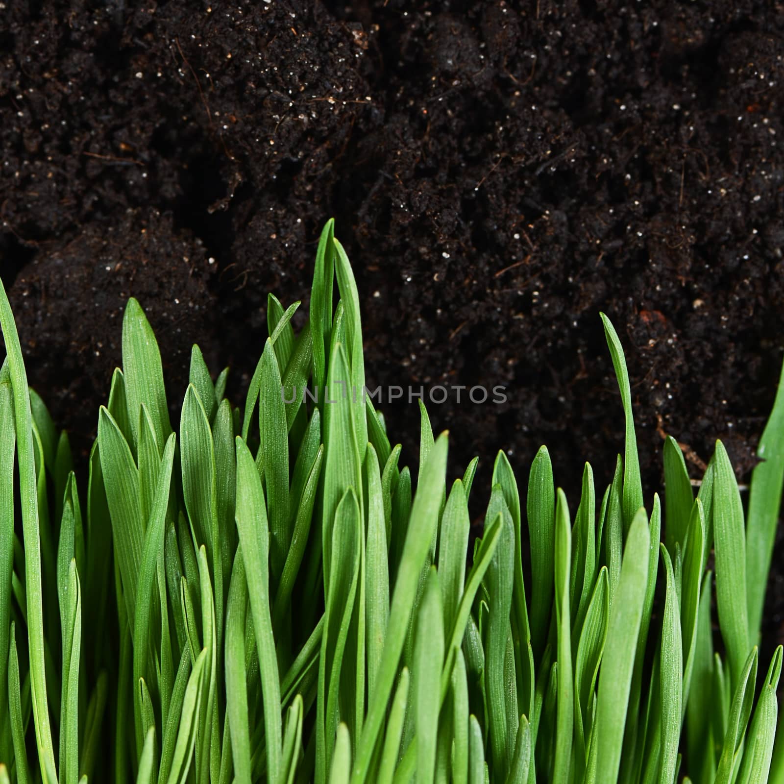 Green grass with a ground close up