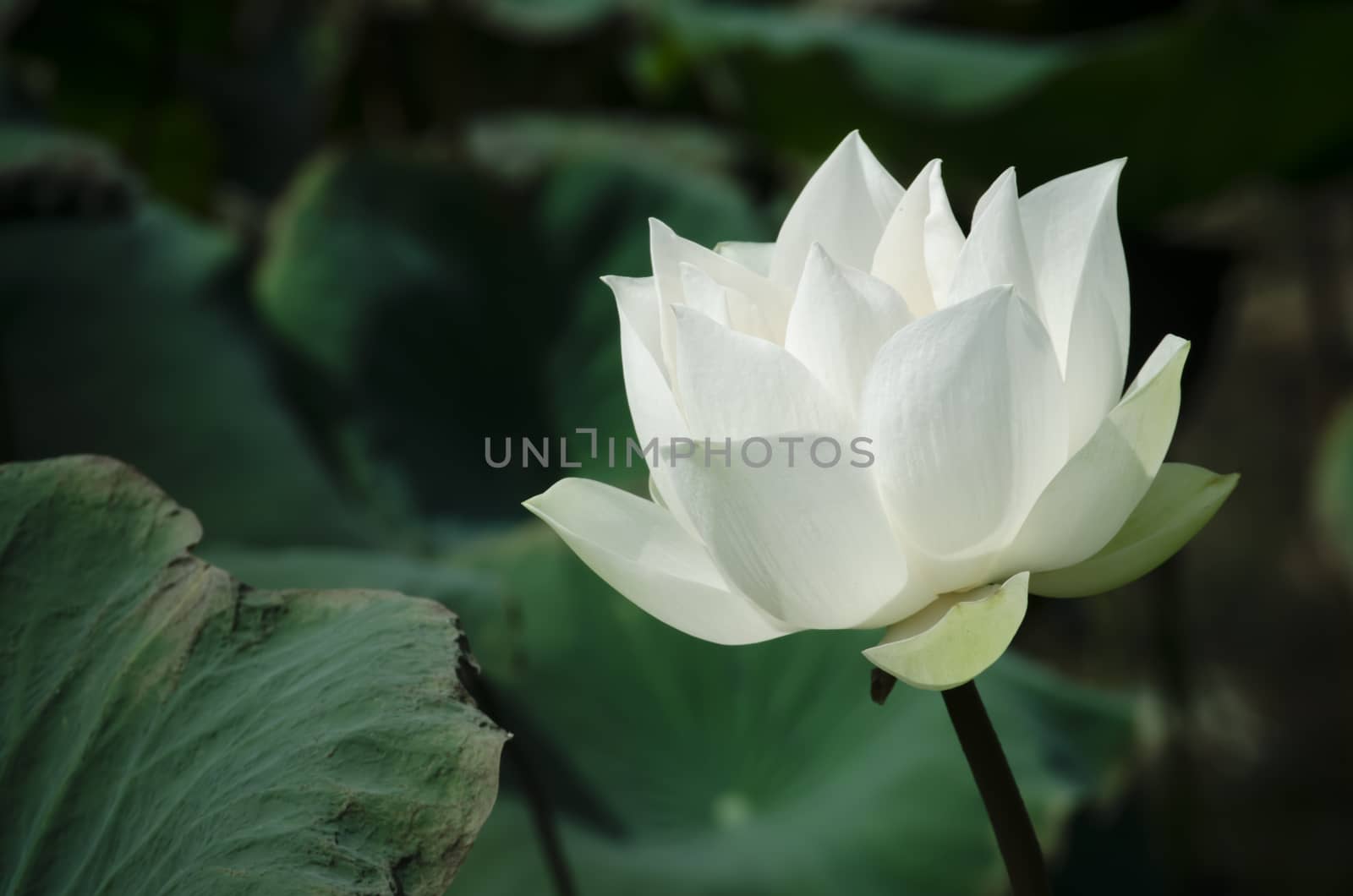 White Lotus Series 1_1 is bright in basin