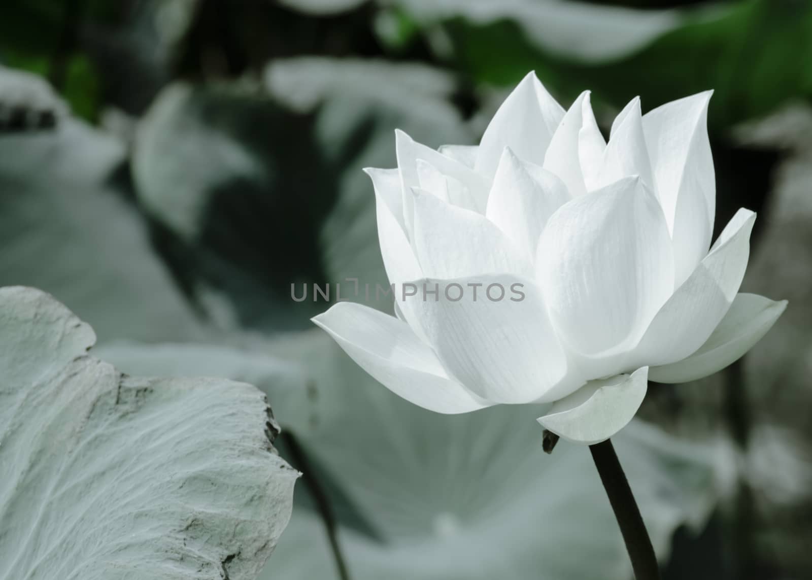 White Lotus Series 1_2 by kobfujar