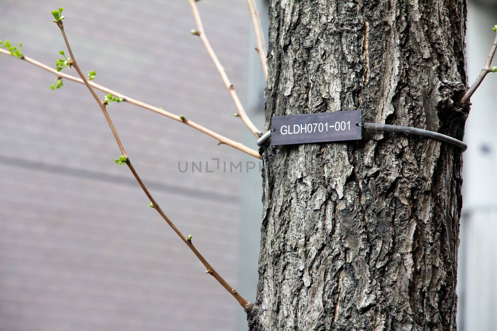 The numerical labels on the tree in Tokyo Japan.