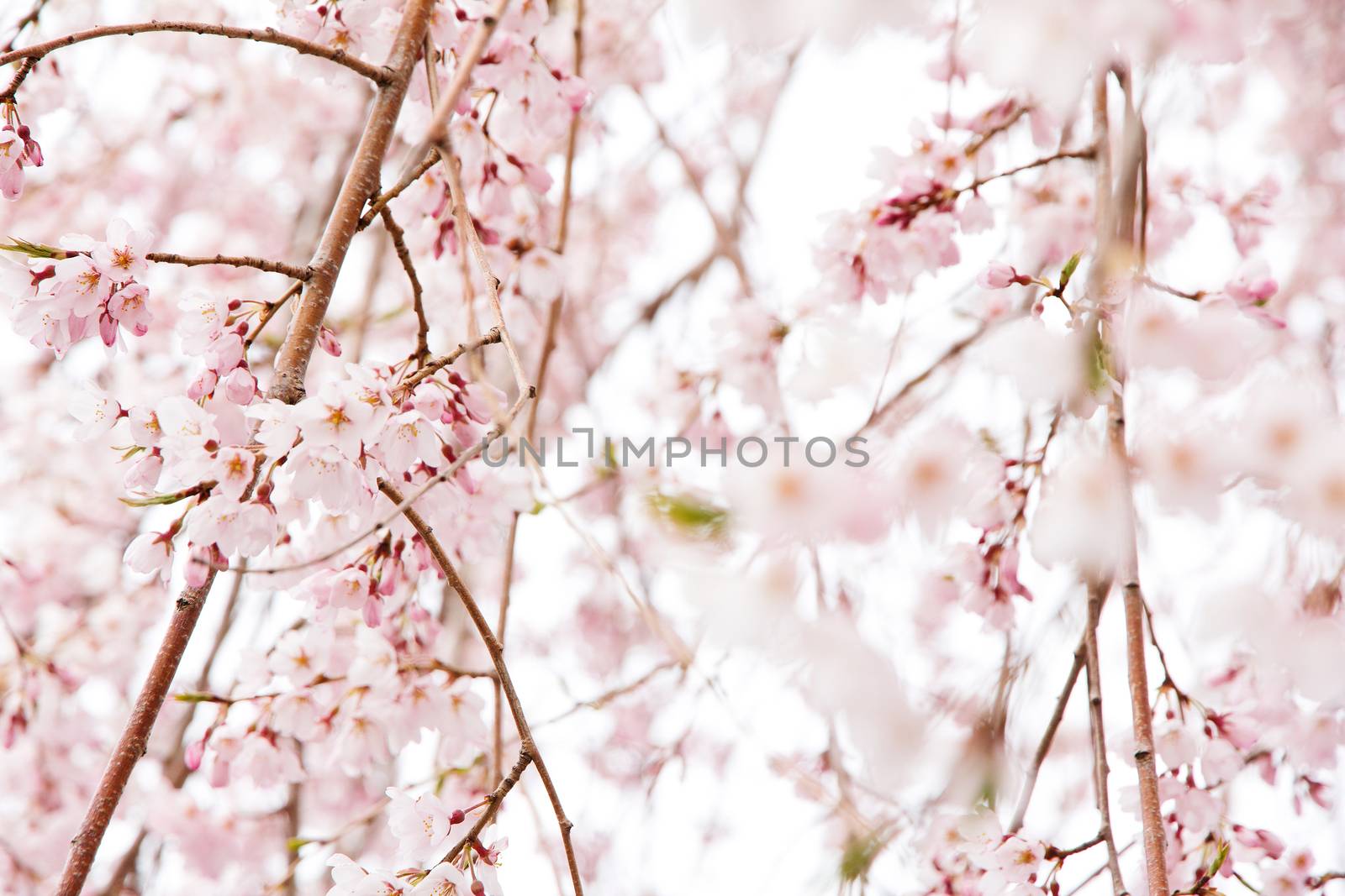 Beautiful pink cherry blossom (Sakura) in Japan