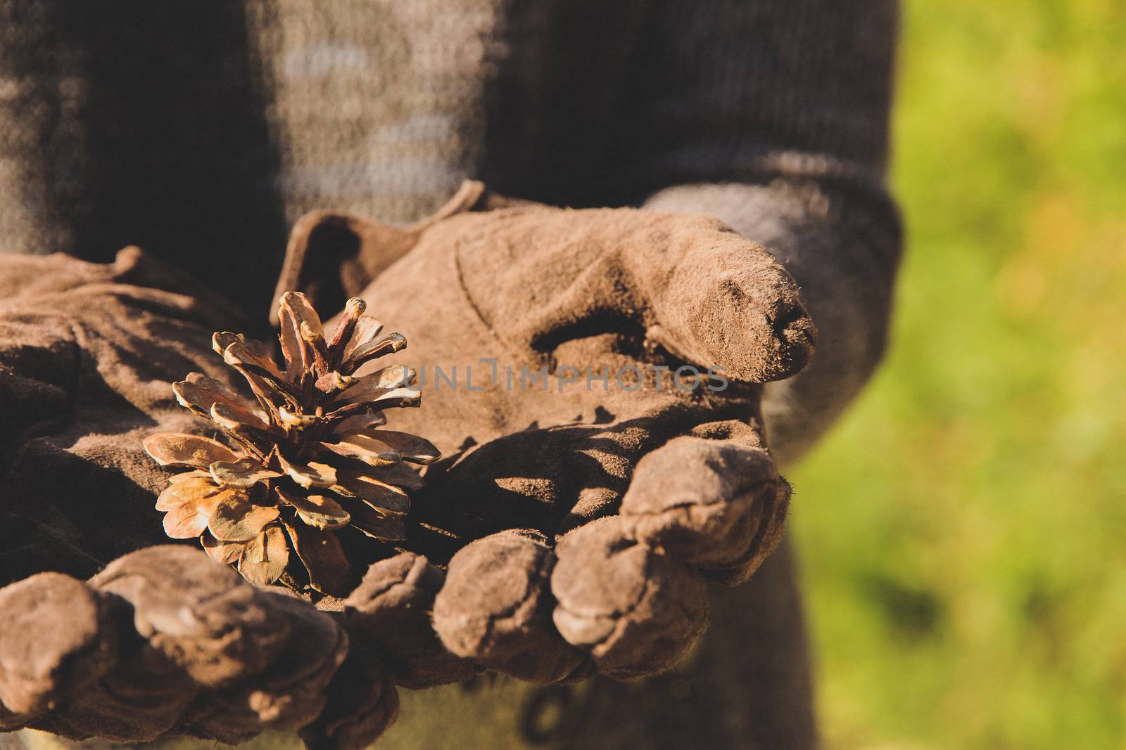 Cedar cone in the hand