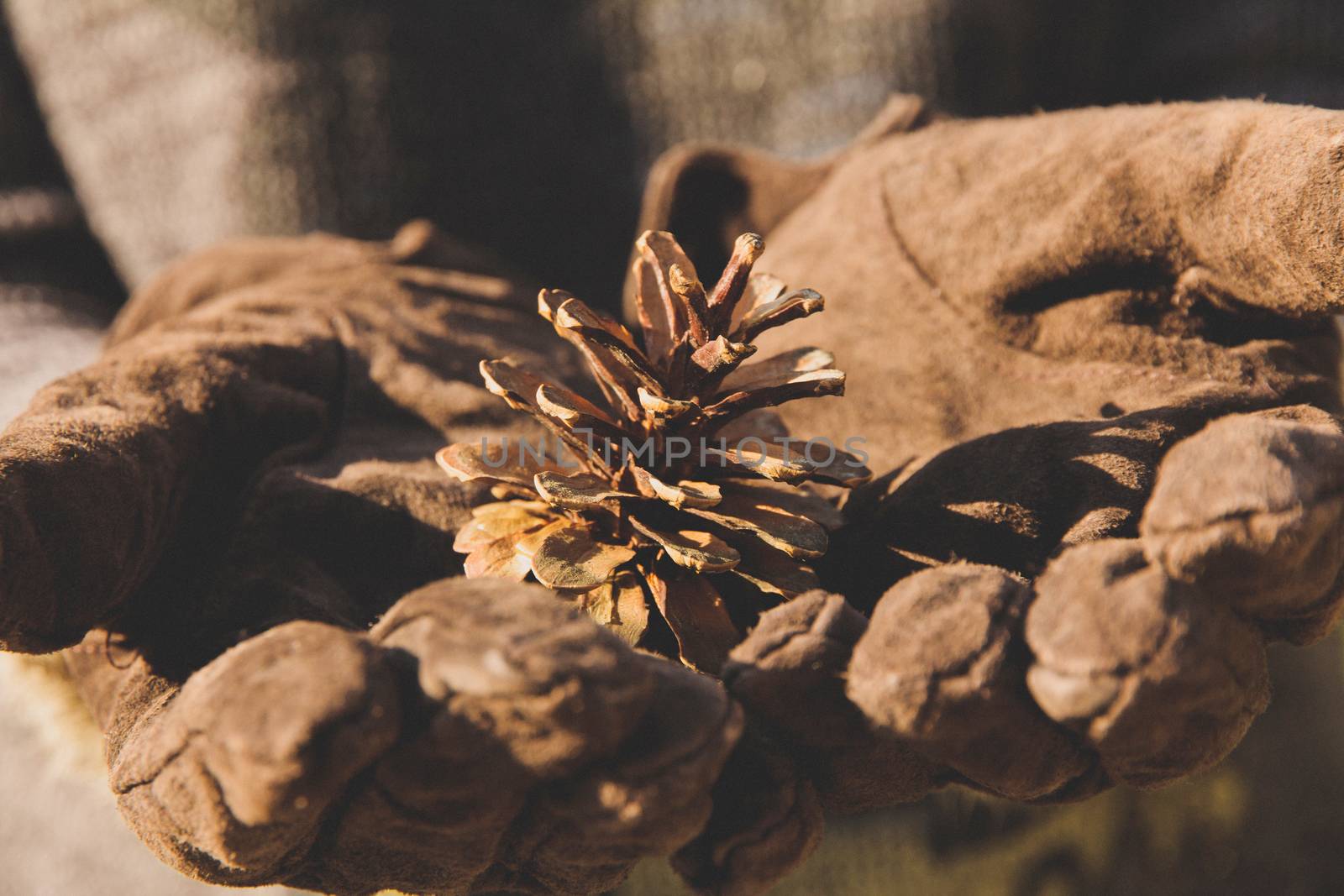 Cedar cone in the hand