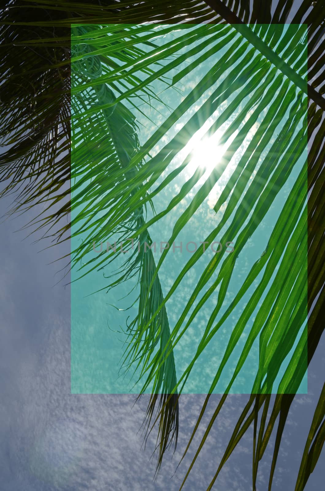 Green Palm Leaf Under Sunlight, Blue Sky, Cloudy by kobfujar