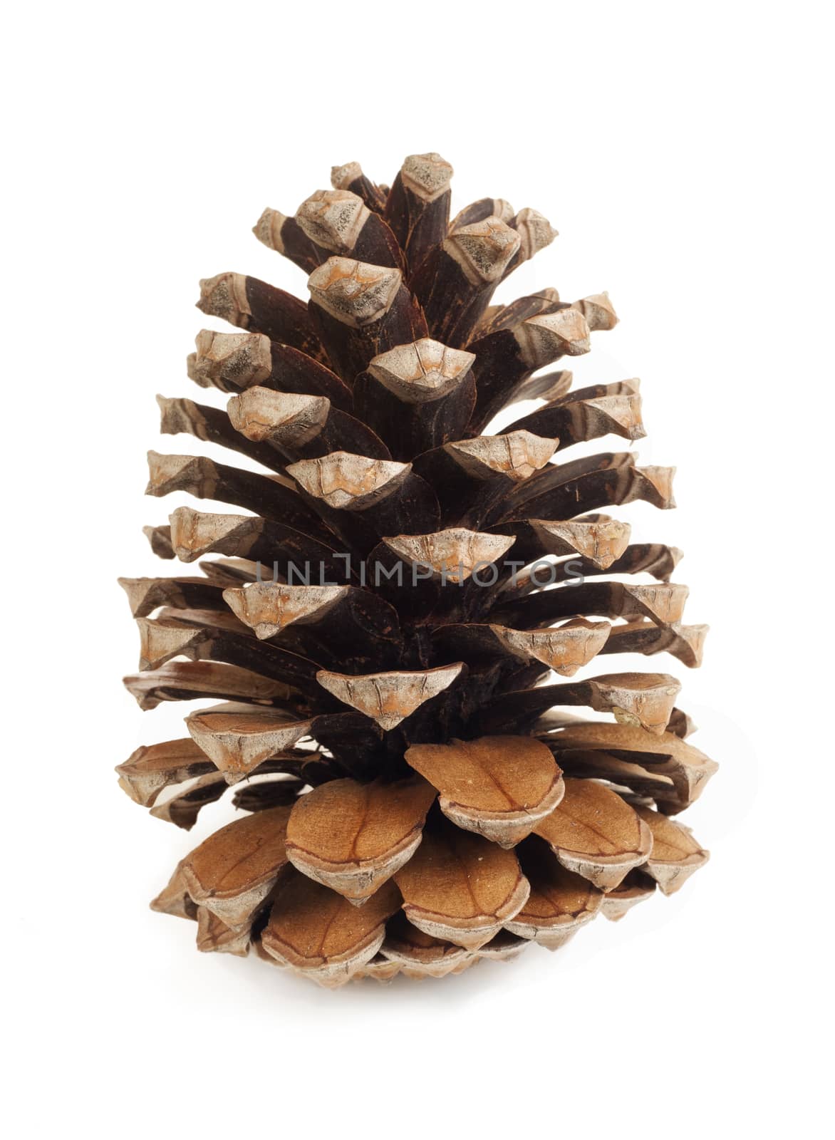 Pine cone by demachy