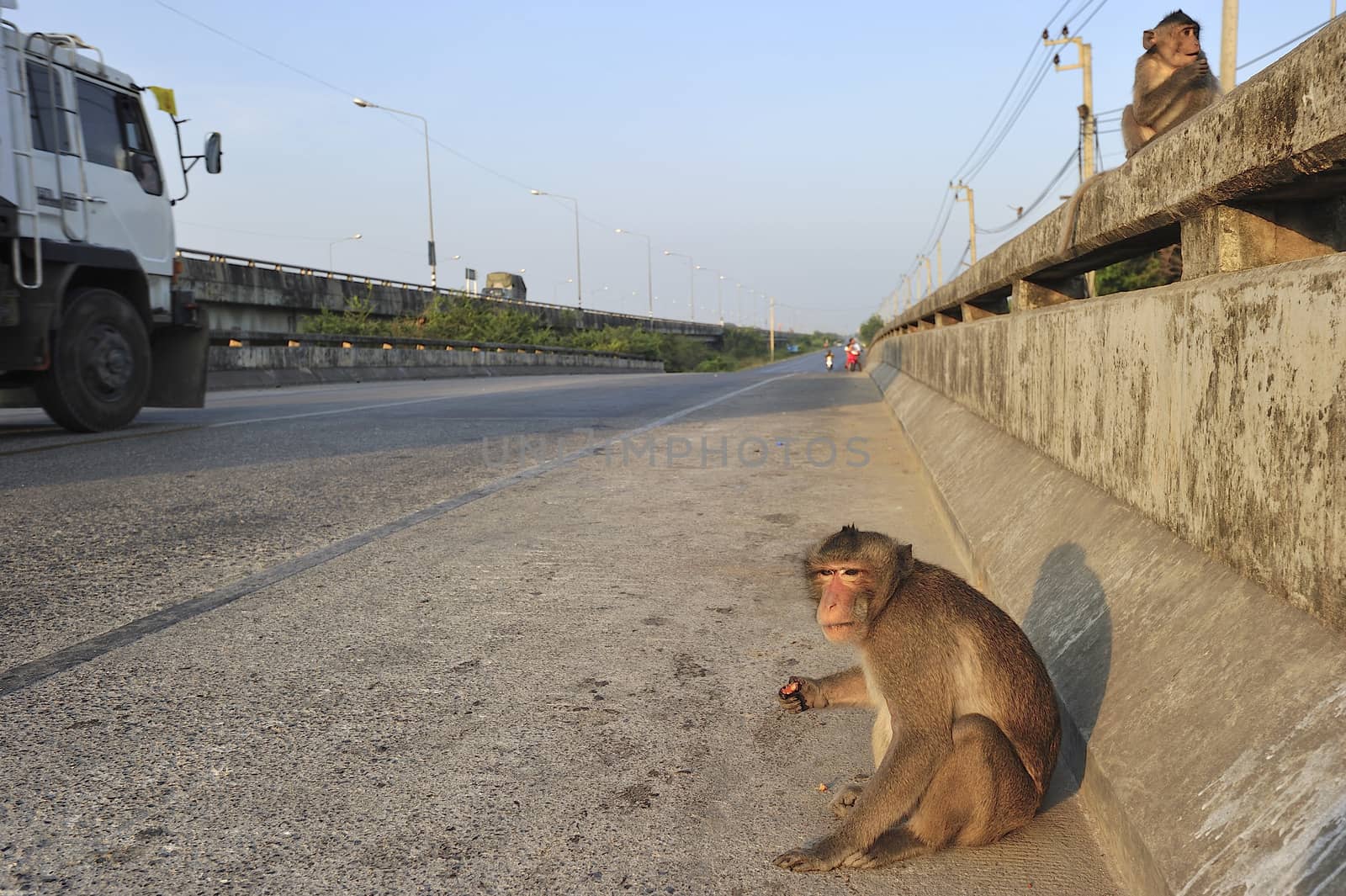 Wild monkeys on the road by think4photop