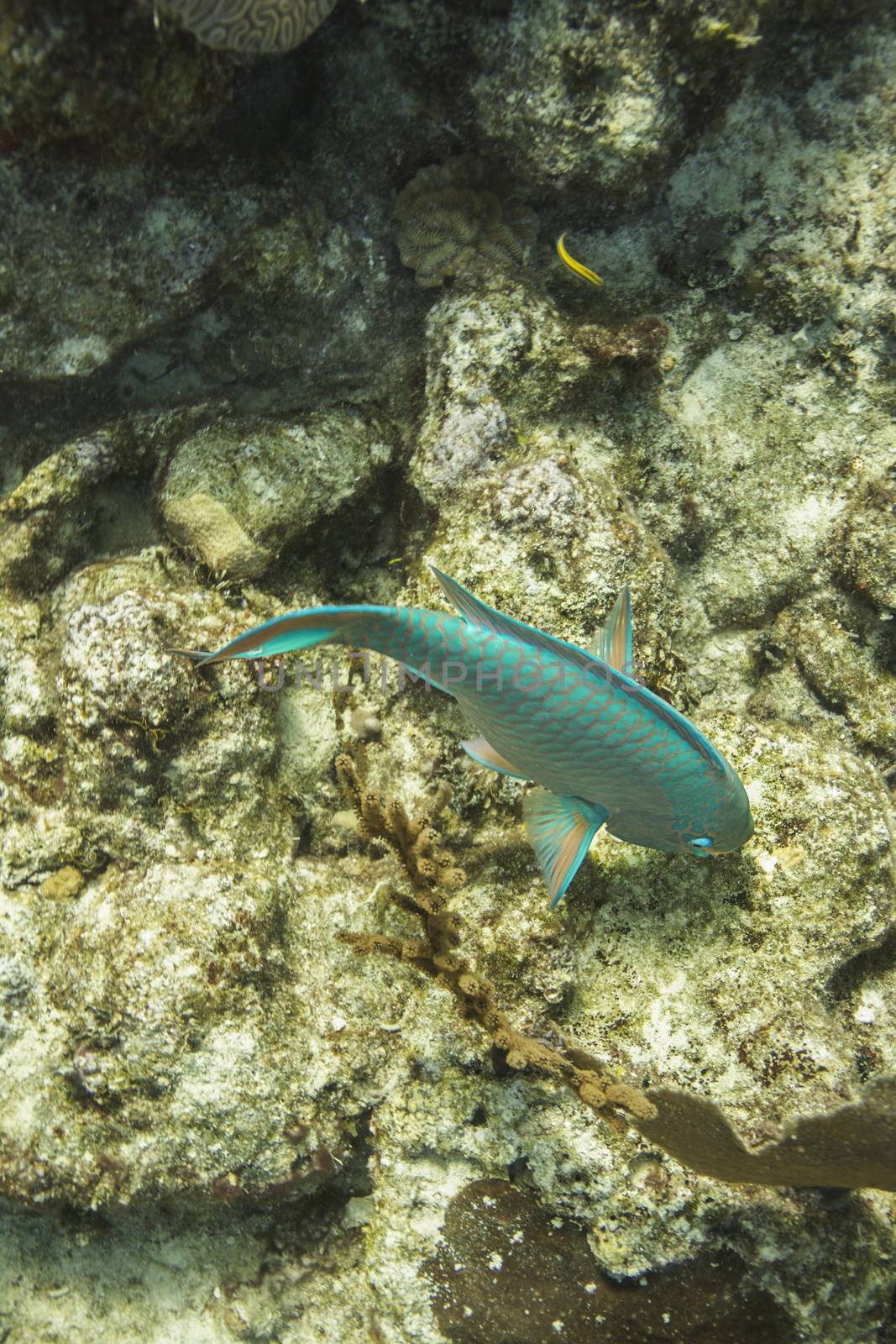 Parrotfish feeding at the bottom of the ocean