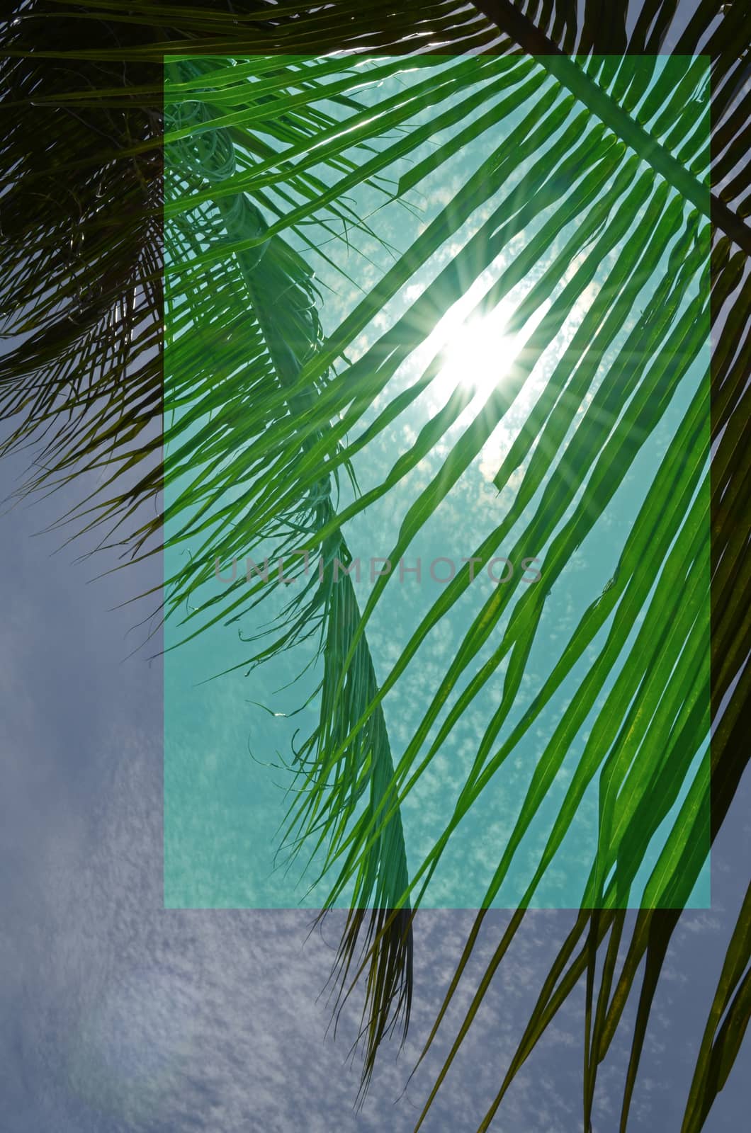 Palm Leaf Under Sunlight with Cloudy Blue Sky 