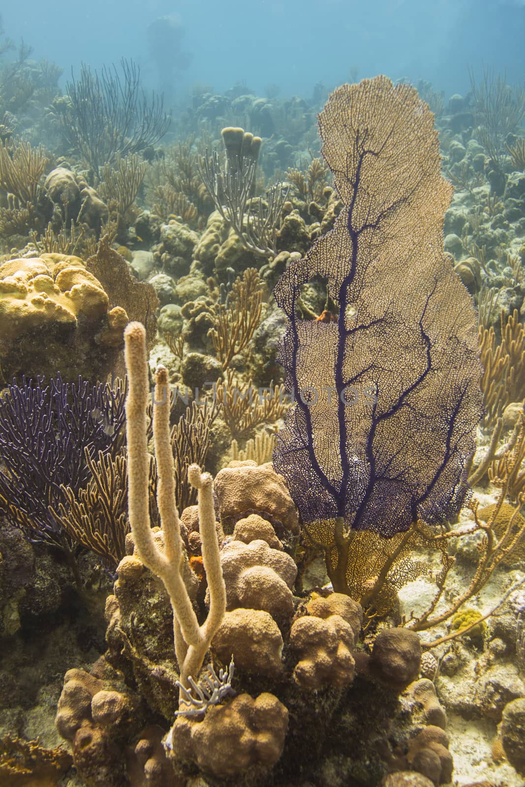 Coral reef at the bottom of the Atlantic ocean