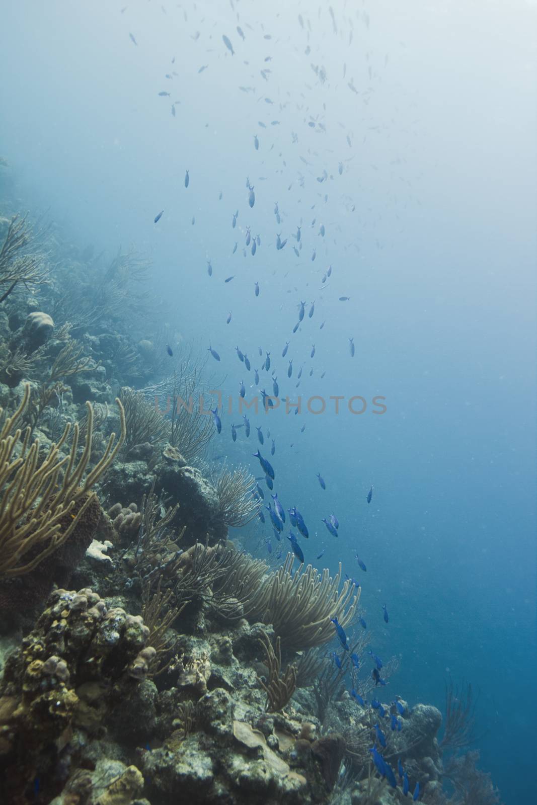 creole wasse in their intial phase schooling in a reef