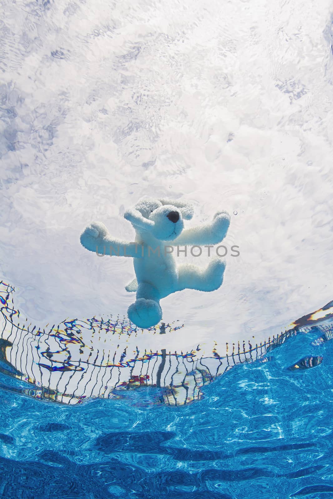 a dog shape plus toy floating at the surface of a pool