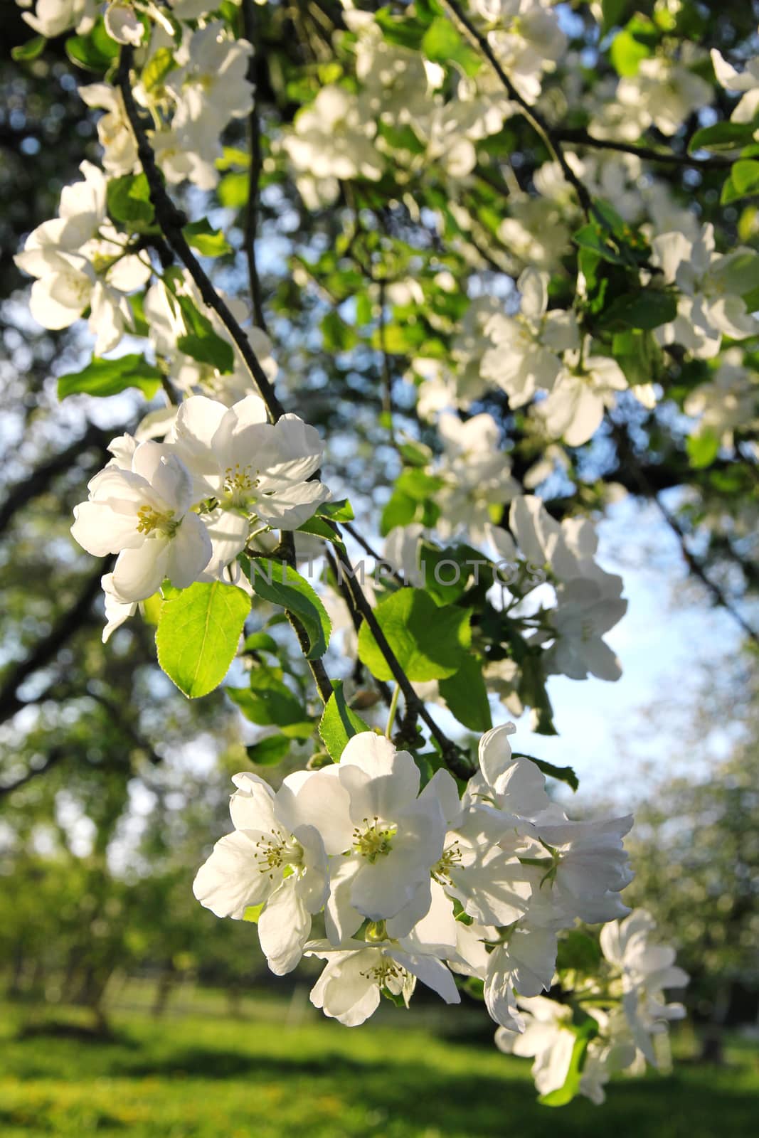 Apple blossoms in spring at sunset