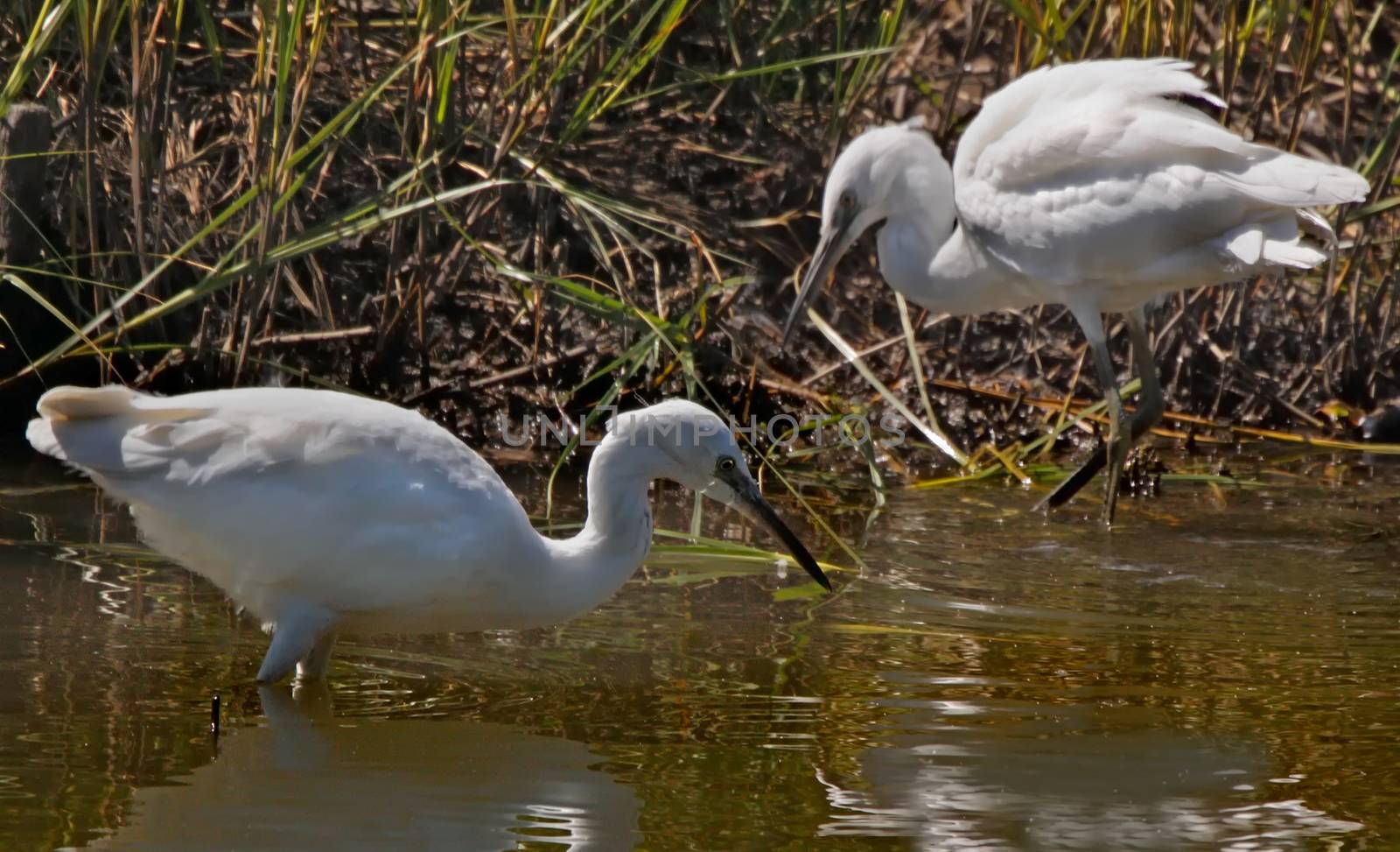 A male and a female Little Egret searching for food in a pool in Wales, UK.