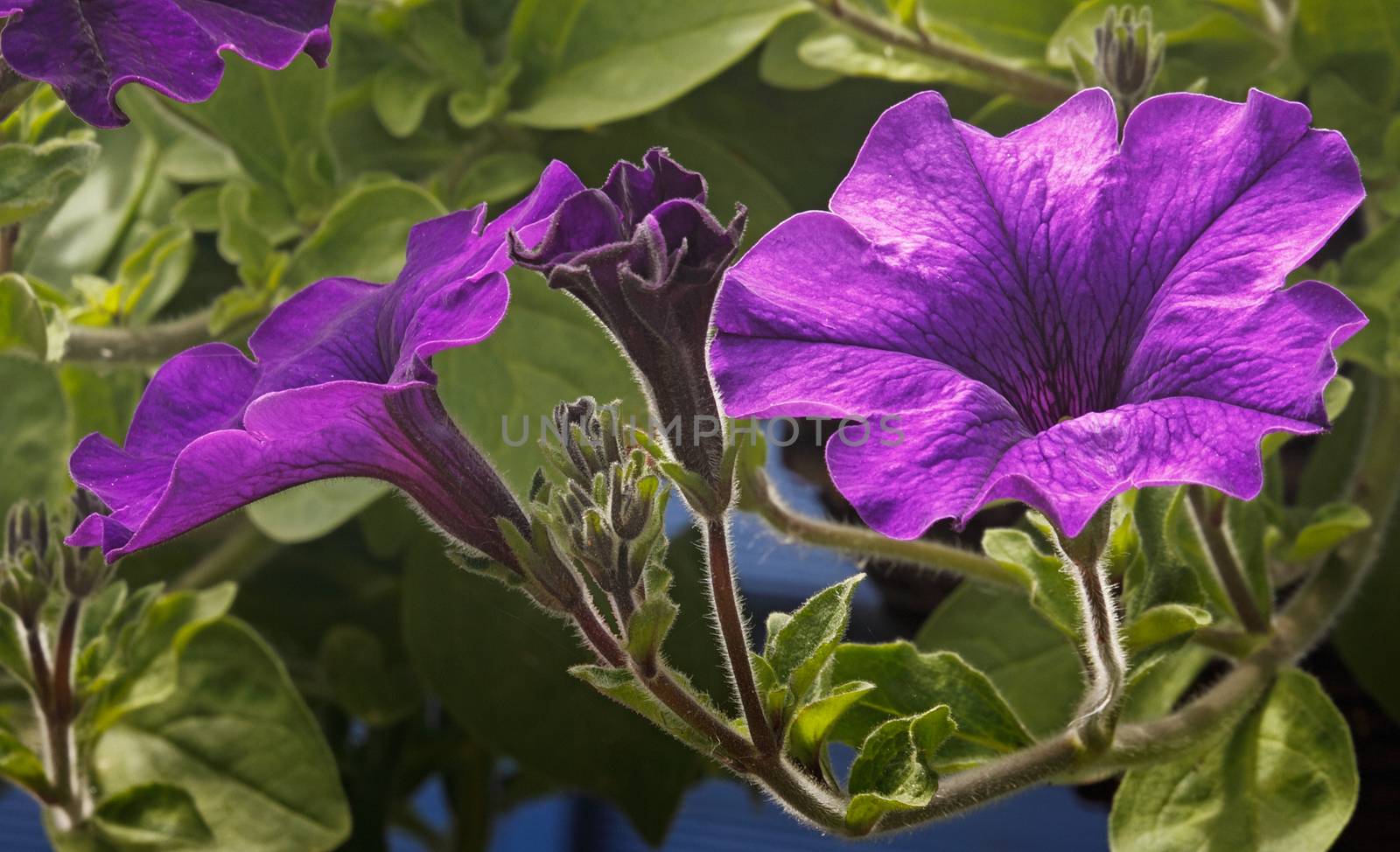 The Petunia is an annual plant, very suitable for hanging baskets, window boxes and any sort of container.