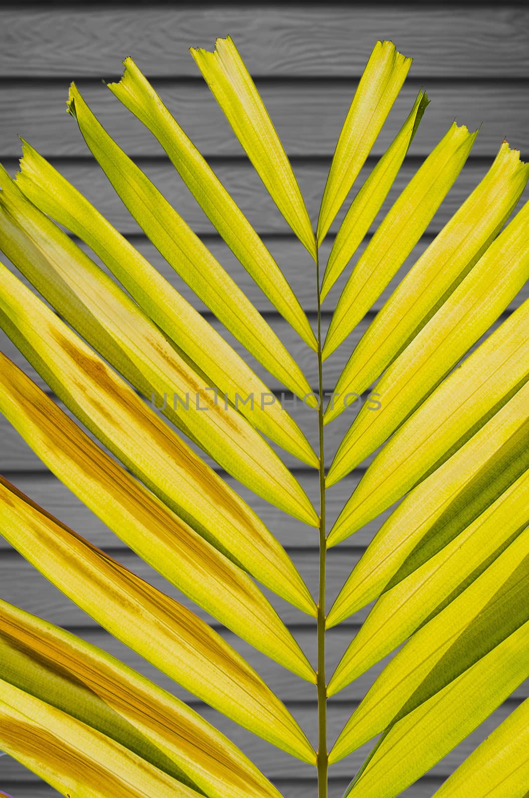 Petal Palm Leaf on Desaturate Wooden Wall Background by kobfujar