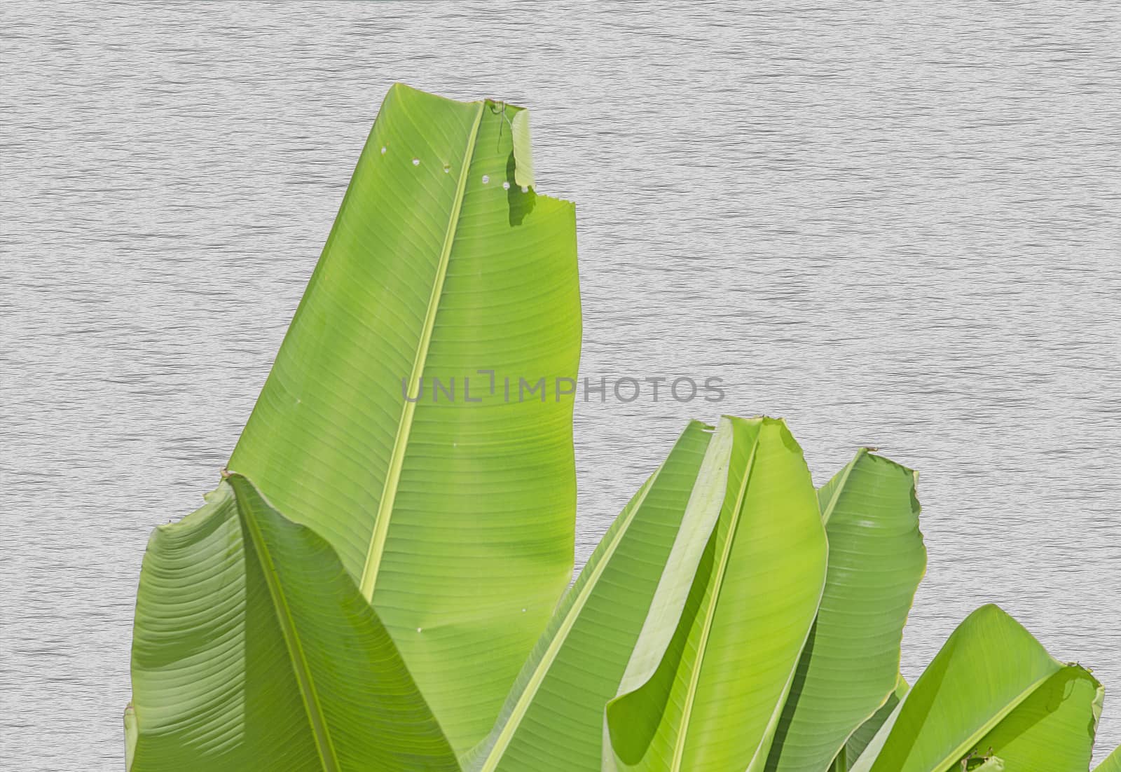 The Bright Banana Leaf on Wooden Wall Background