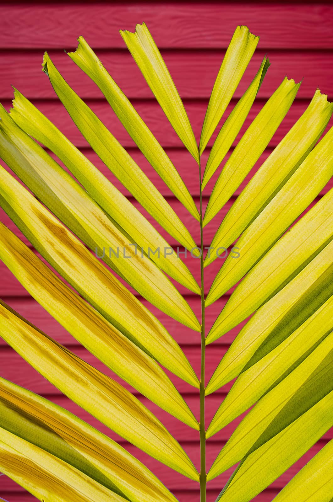 The Petal Palm Leaf on Blur Colorful Deep Wall Background