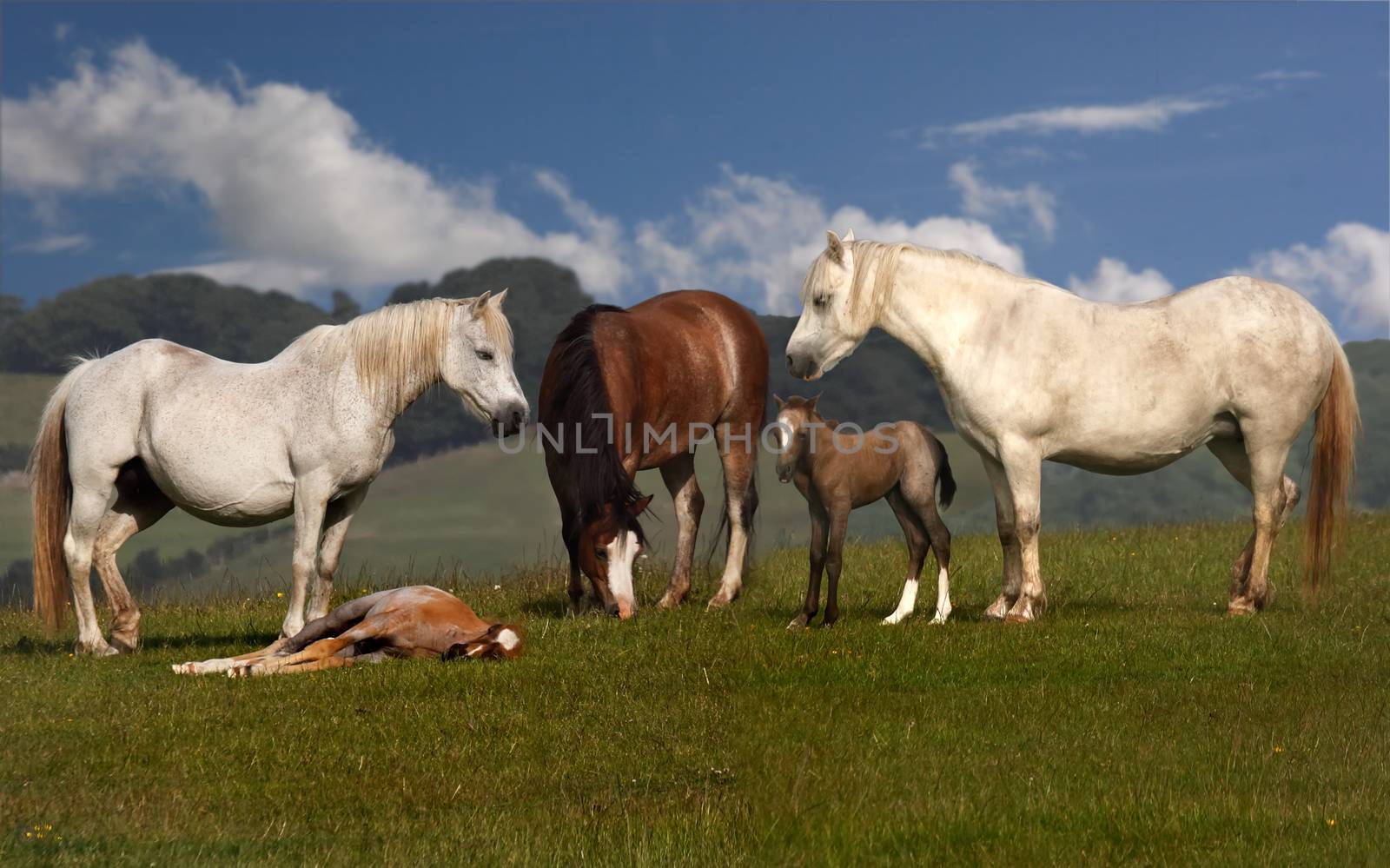 A group wild horses, mares with their young foals on a hillside in Wales.