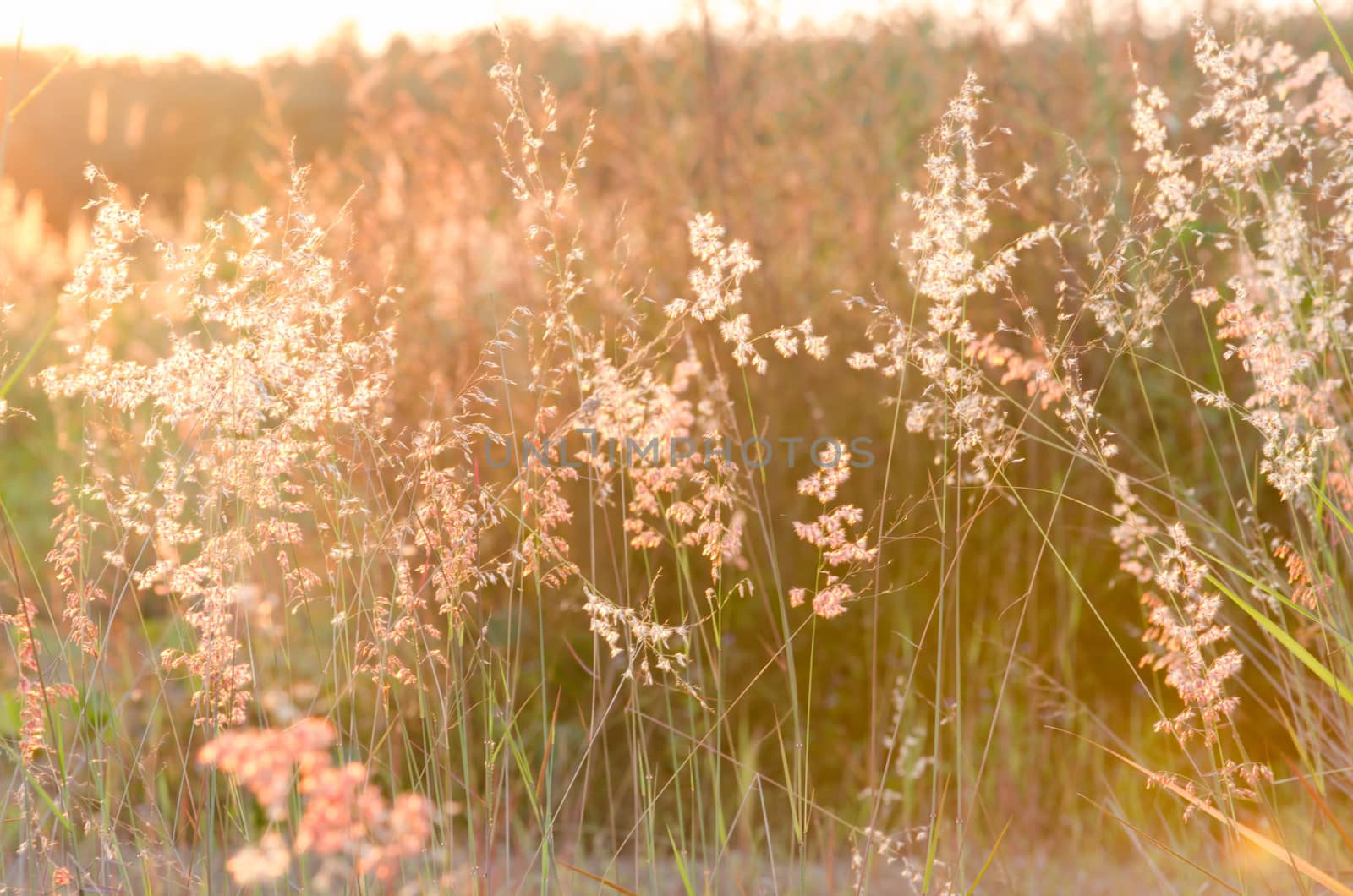 Abstract nature background with flowering grass in the meadow and sunset in the wind